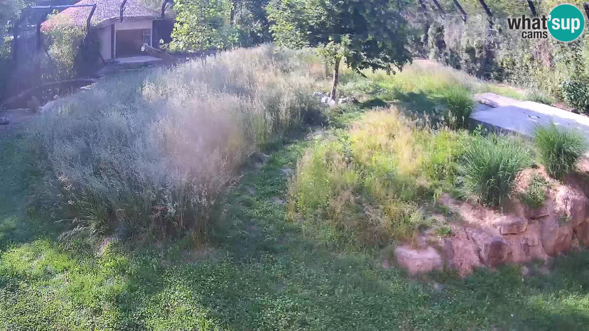 Zoo Ljubljana camera en vivo Leones