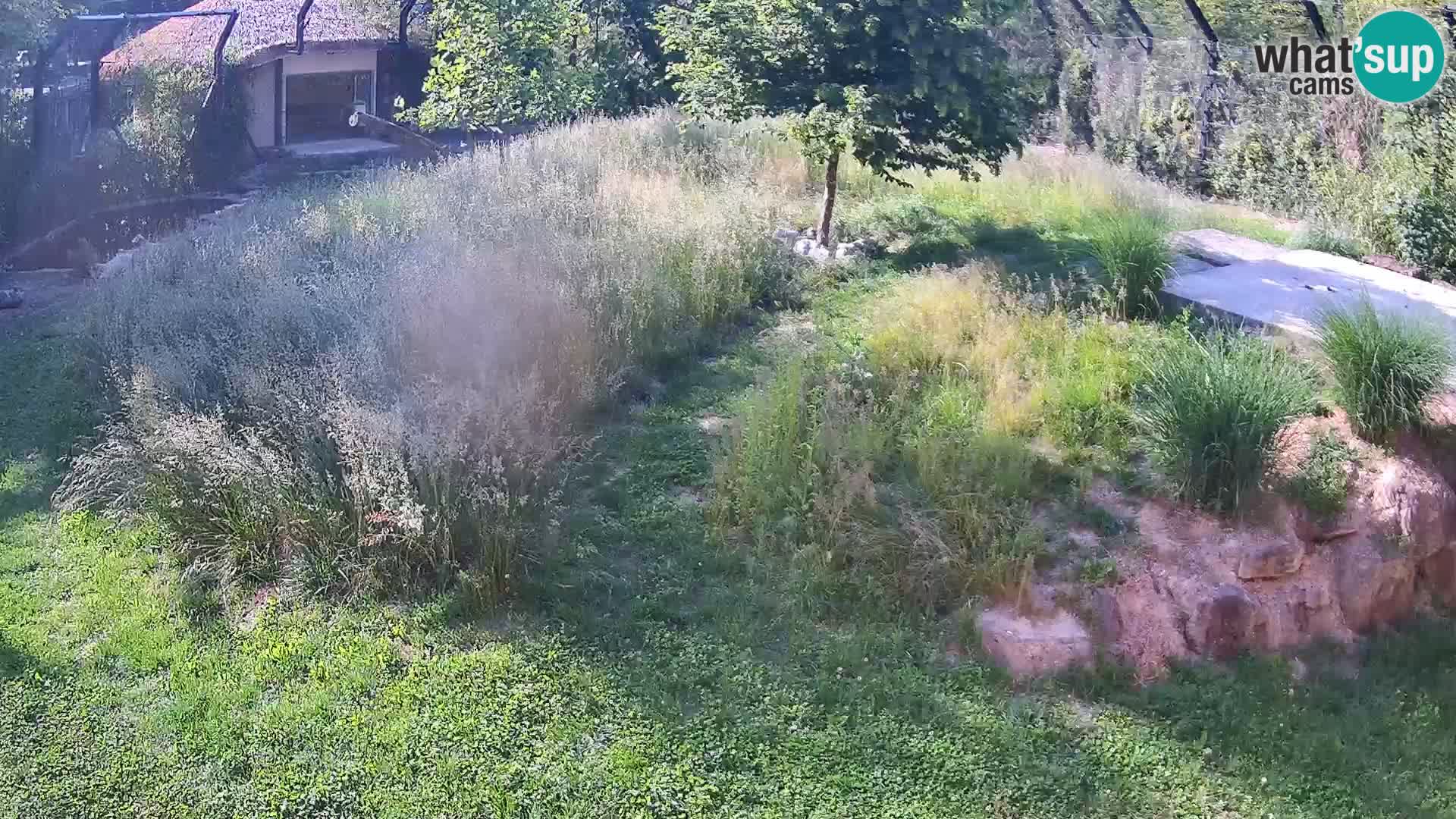 Zoo Ljubljana camera en vivo Leones