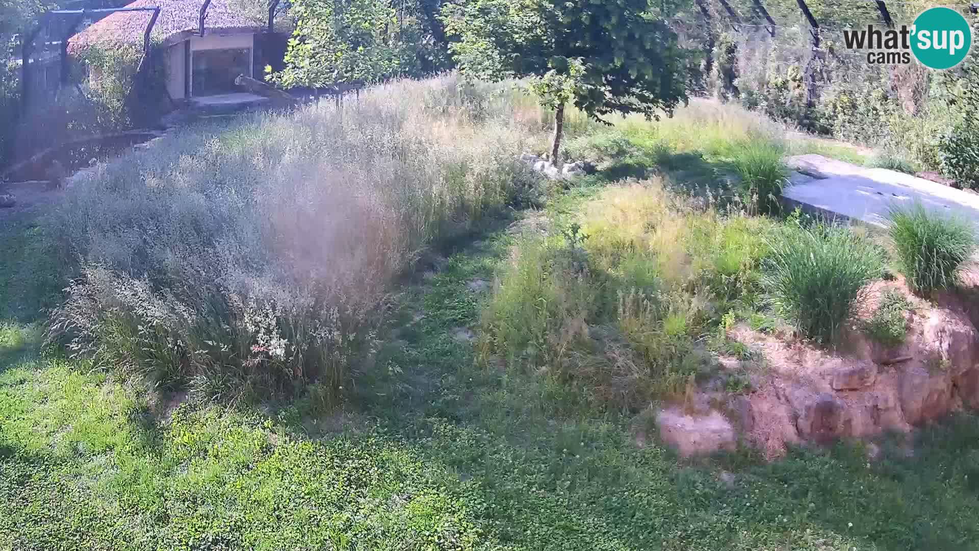Live Ljubljana Zoo webcam Lion