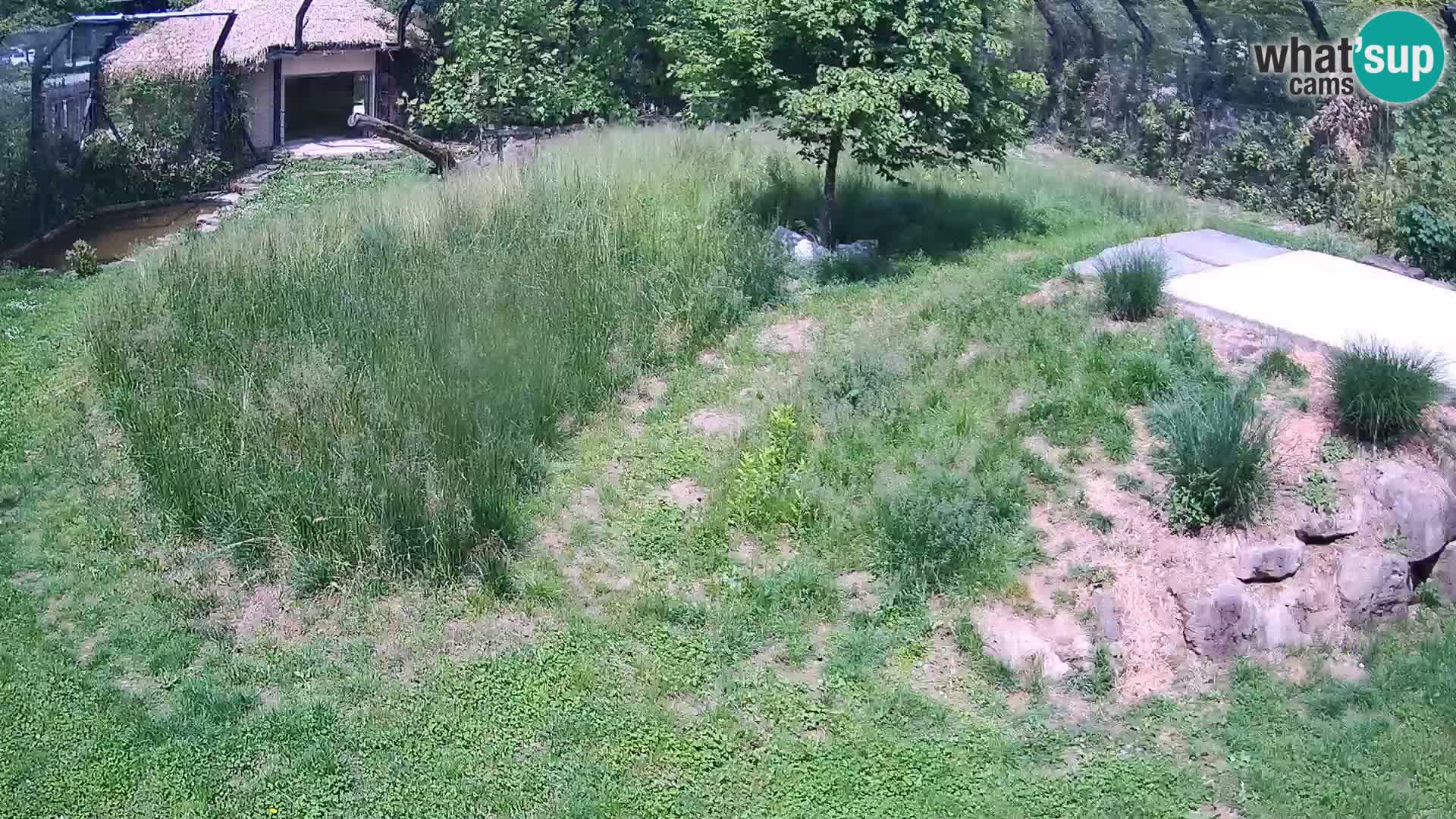 Zoo Ljubljana web kamera Lavovi
