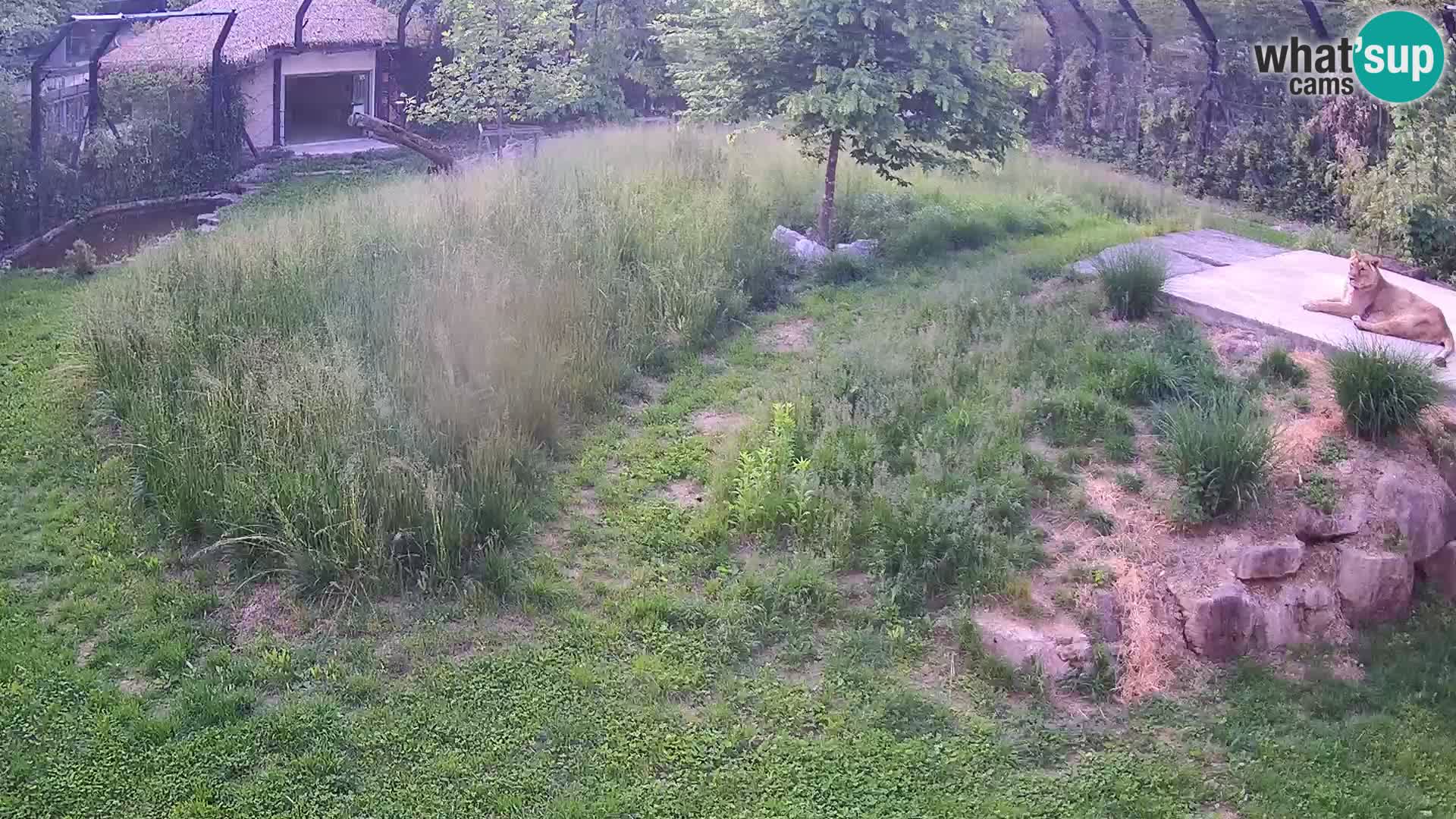 Ljubljana Zoo webcam Lion