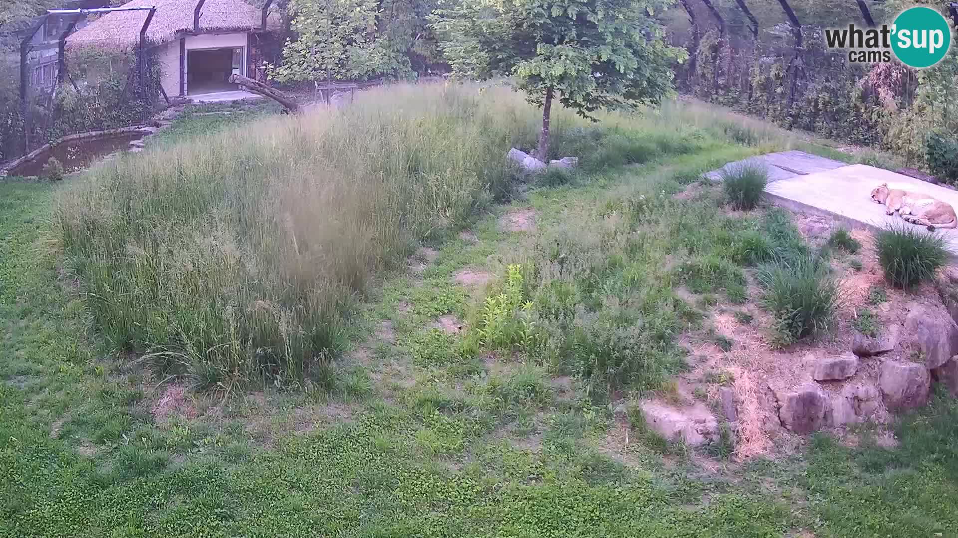 Zoo Ljubljana webcam Löwen