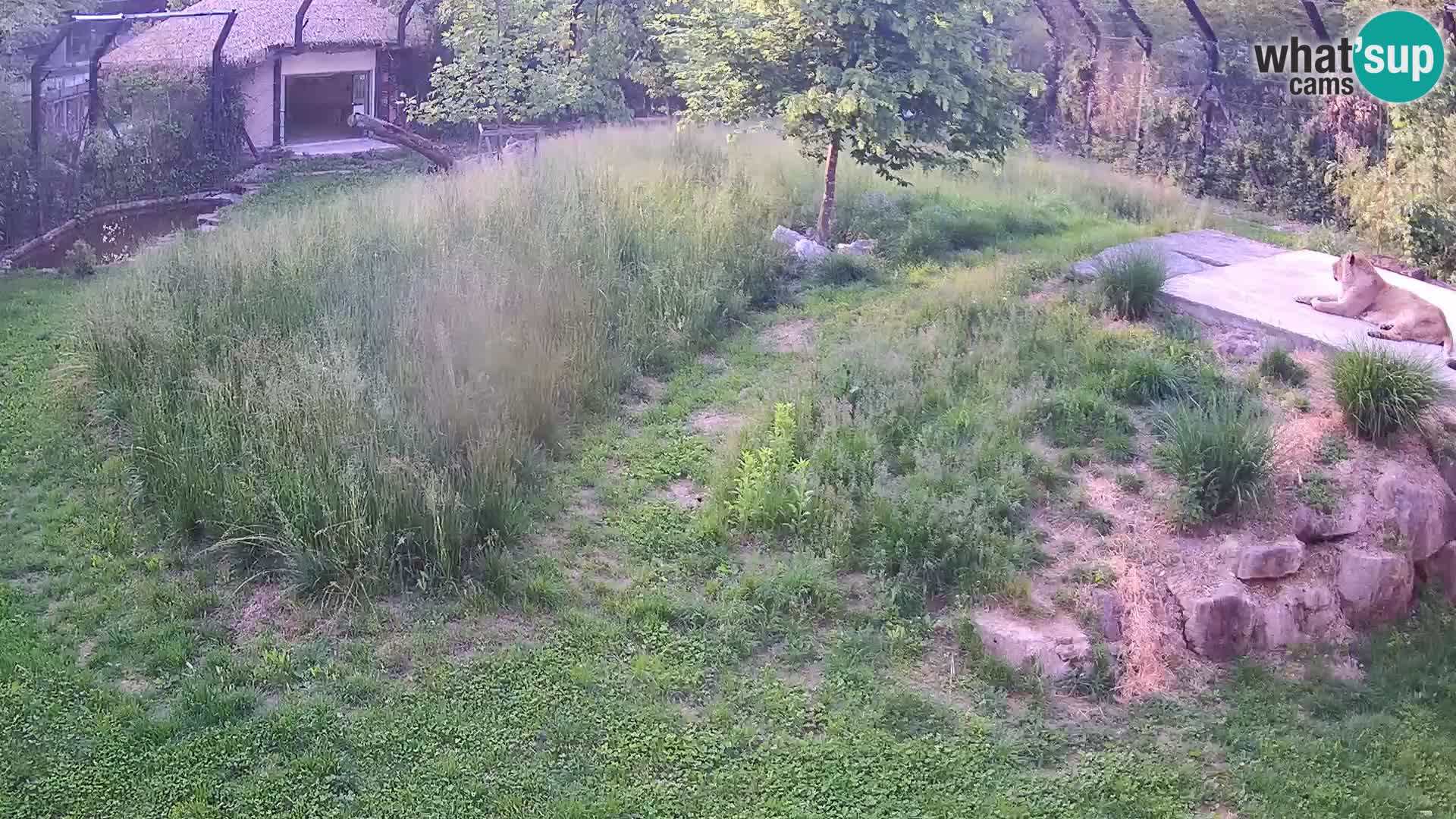 Live Ljubljana Zoo webcam Lion