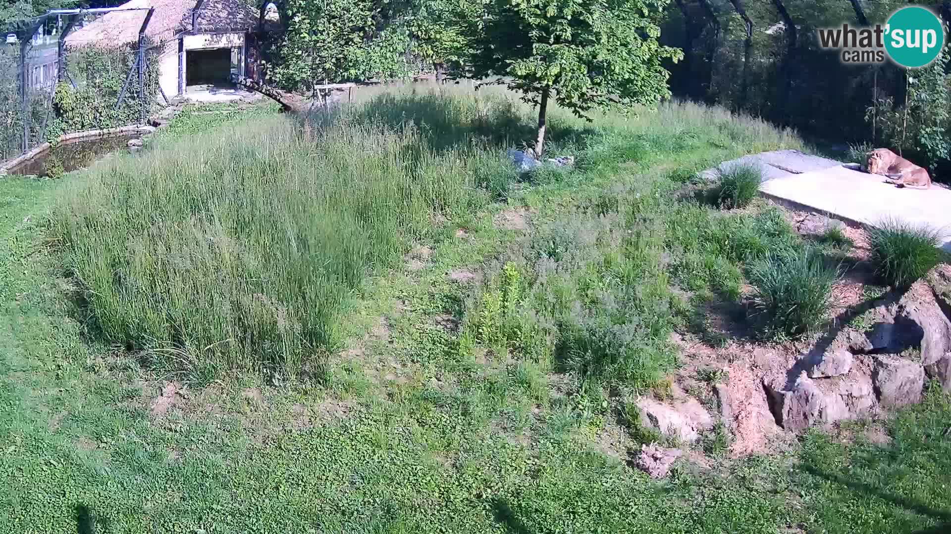 Zoo Ljubljana camera en vivo Leones