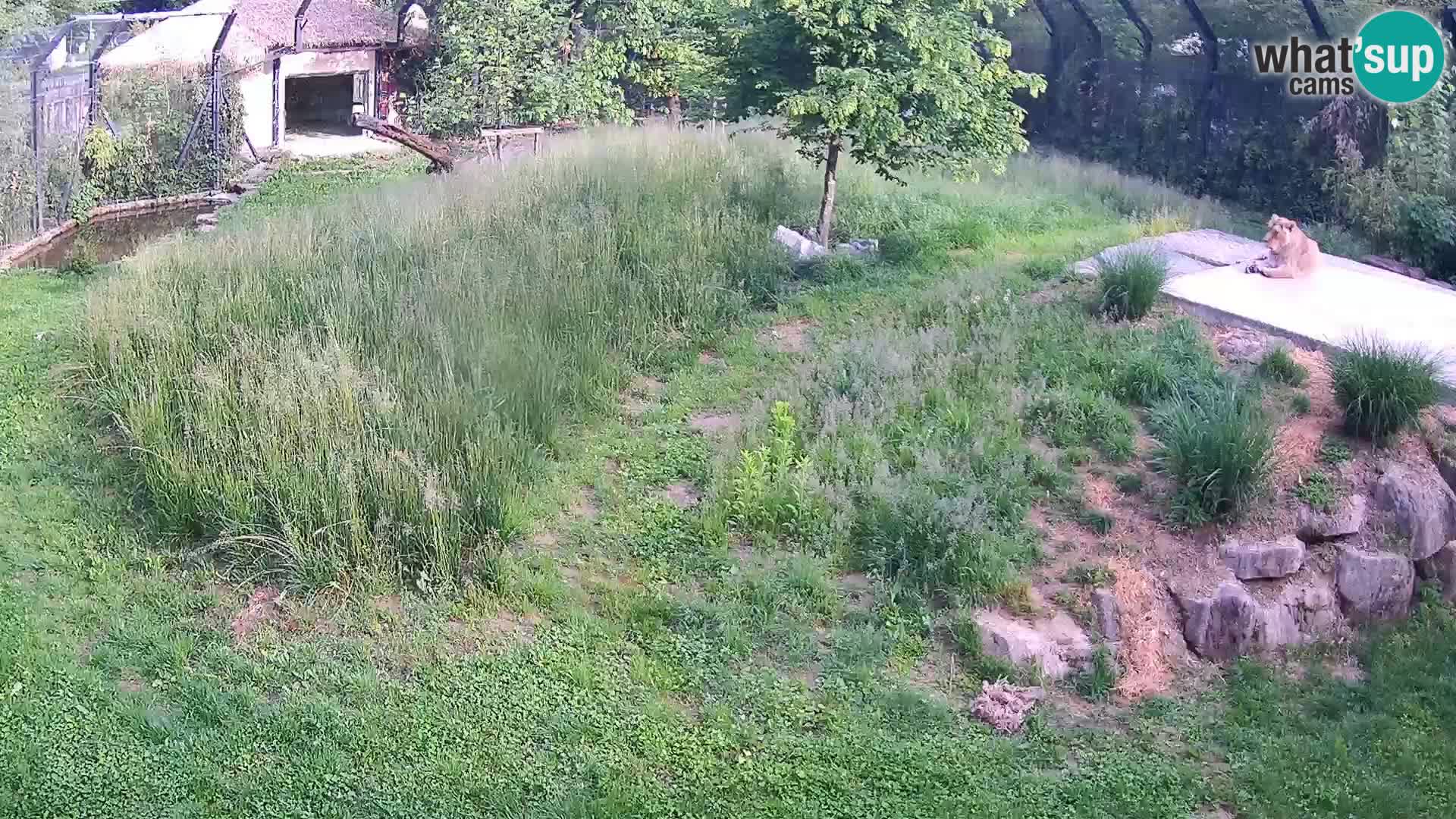 Zoo Ljubljana web kamera Lavovi