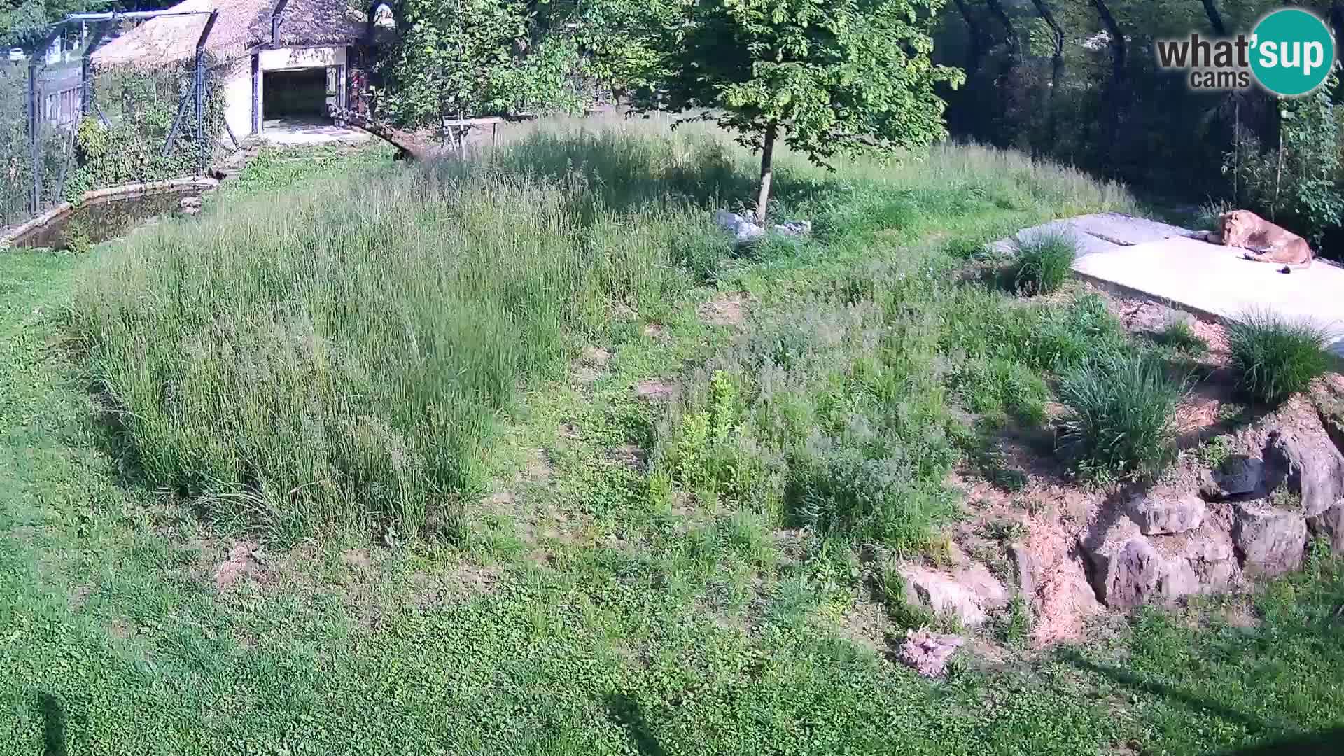 Zoo Ljubljana webcam Löwen