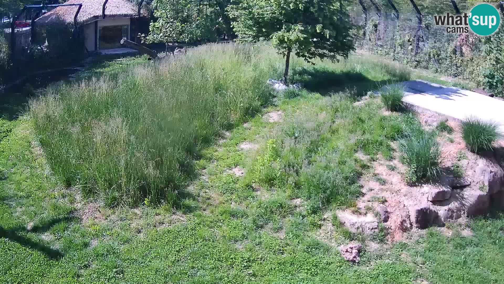 Živalski vrt Ljubljana kamera v živo Levi