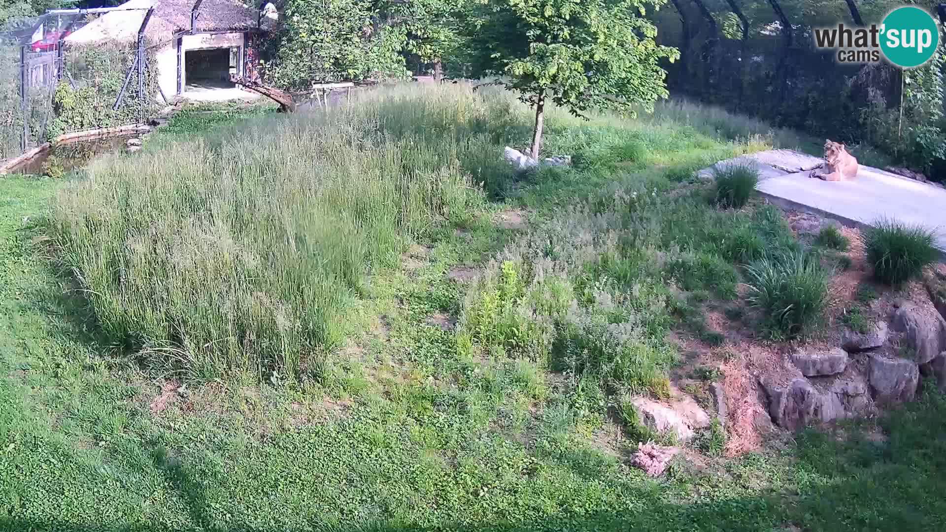 Live Ljubljana Zoo webcam Lion