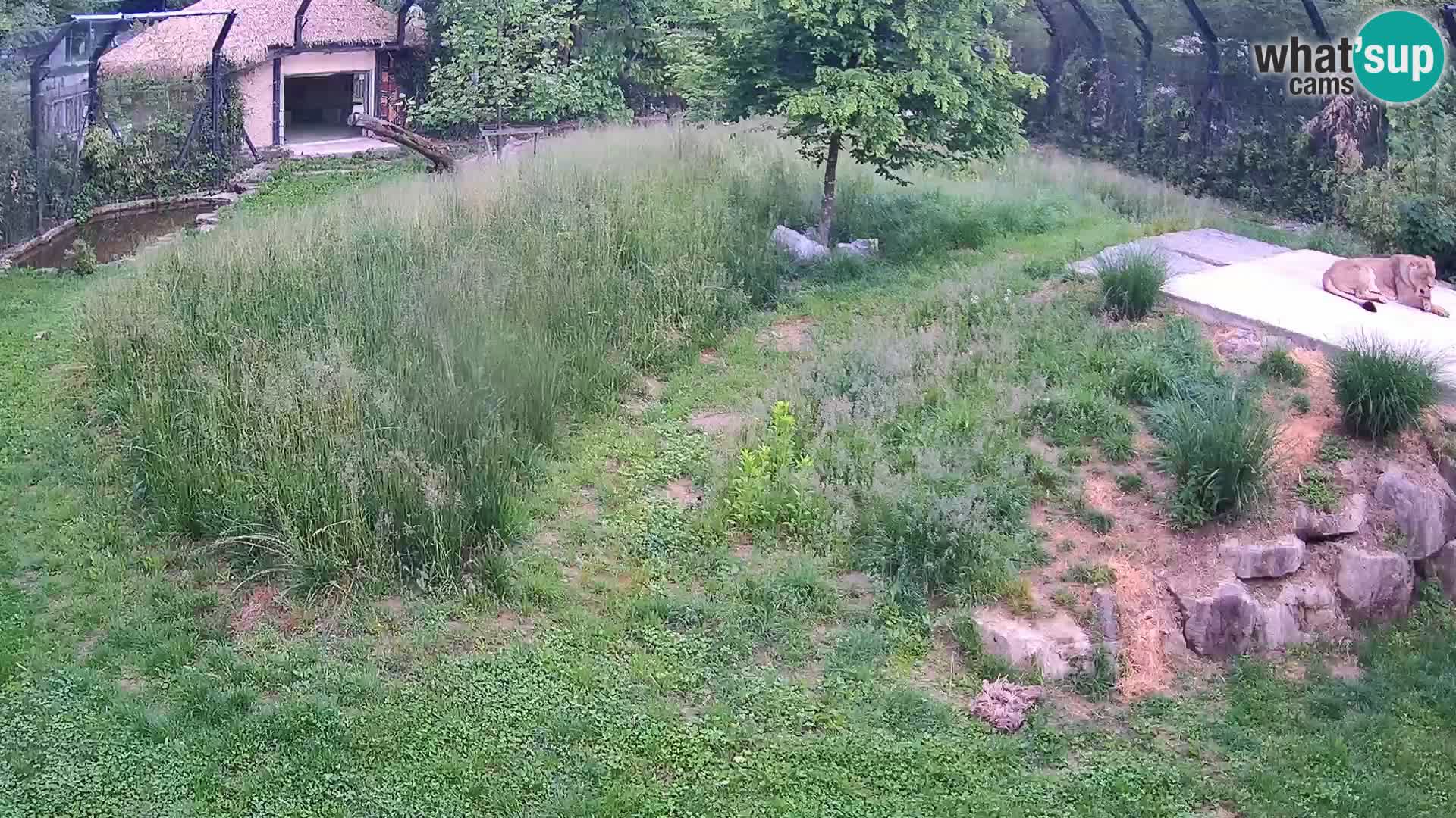 Zoo Ljubljana camera en vivo Leones