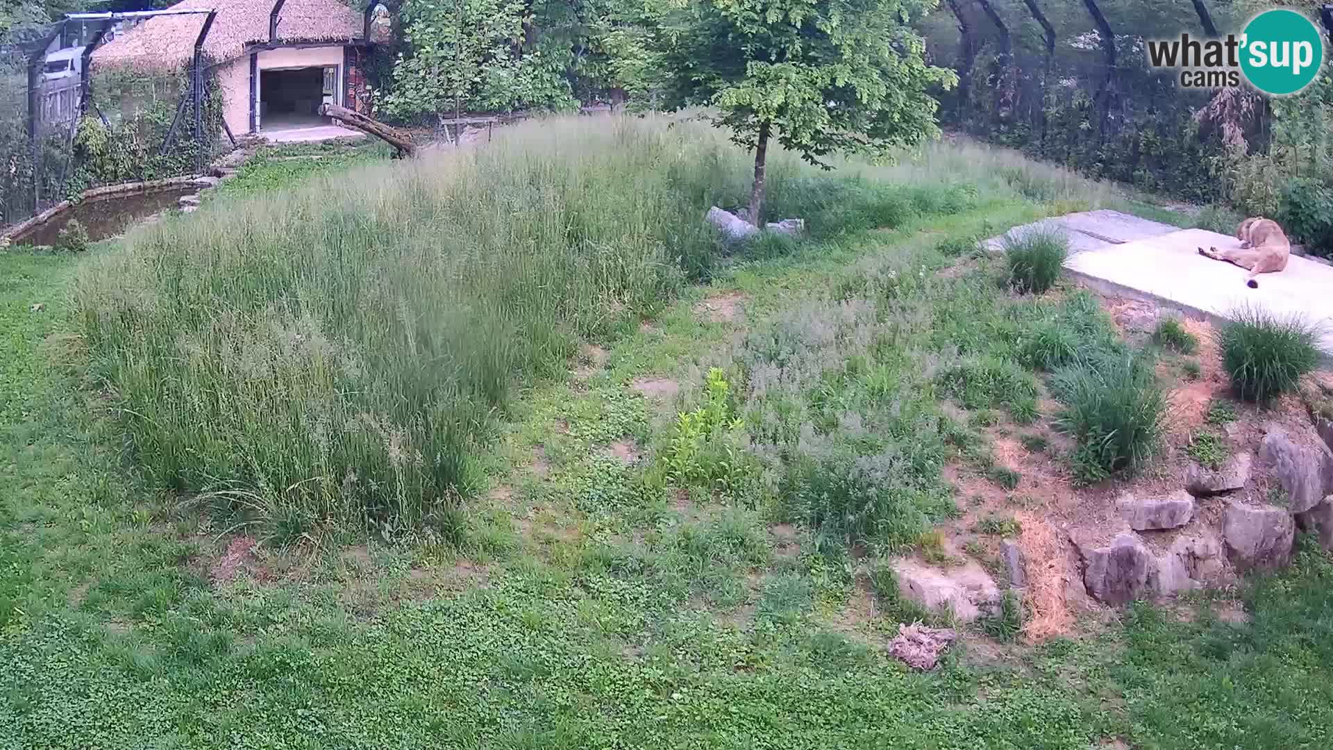 Zoo Ljubljana camera en vivo Leones