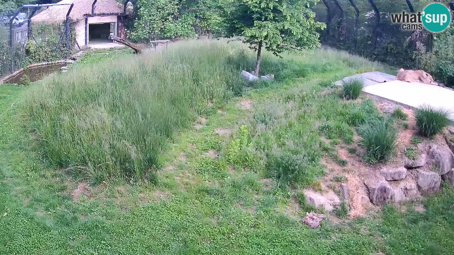 Live Ljubljana Zoo webcam Lion