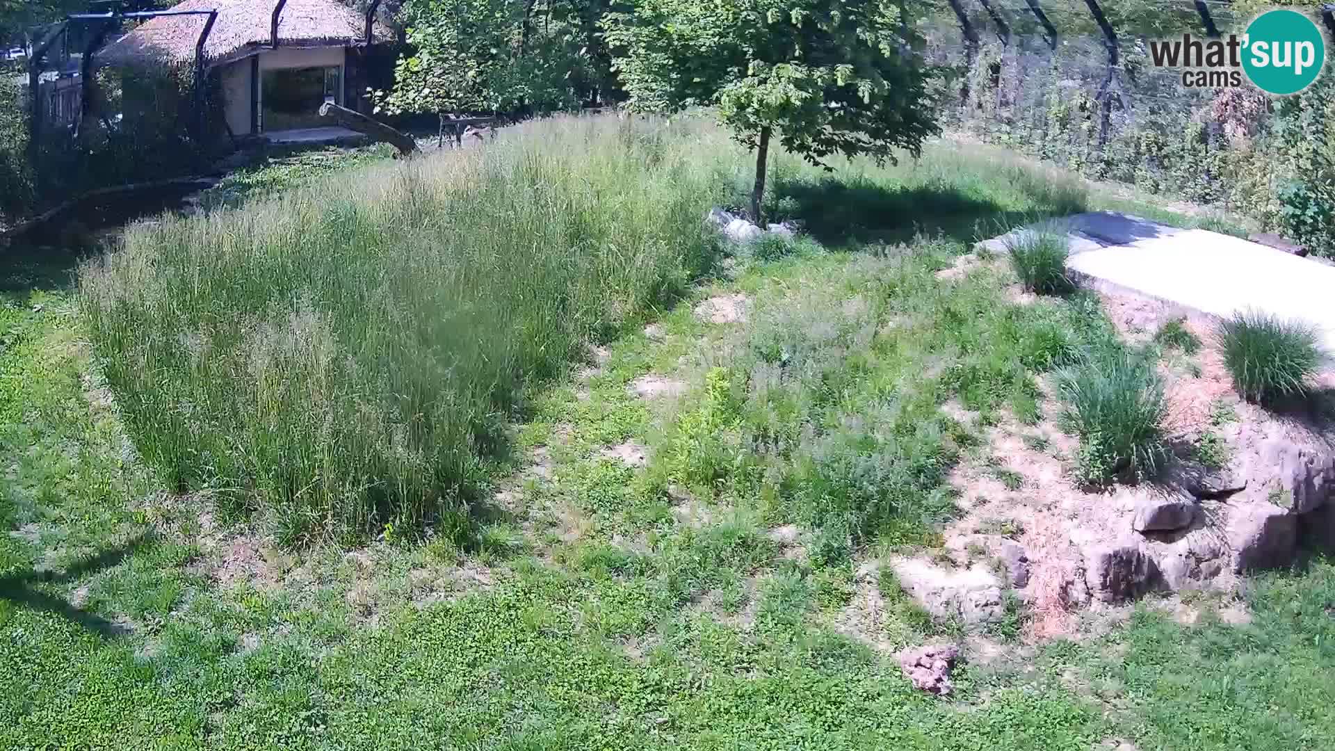 Live Ljubljana Zoo webcam Lion