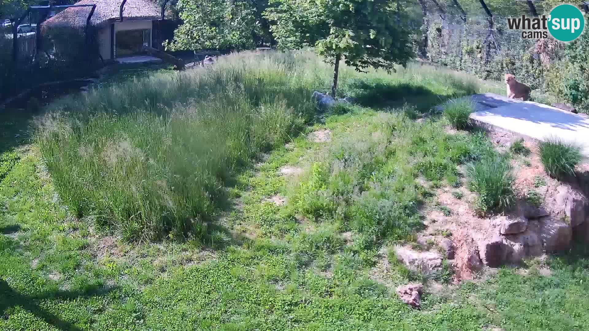 Zoo Ljubljana webcam Löwen