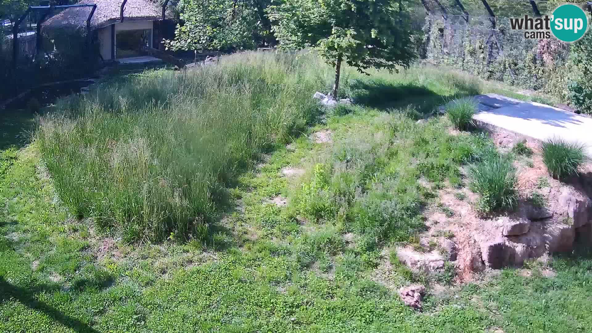Zoo Ljubljana camera en vivo Leones