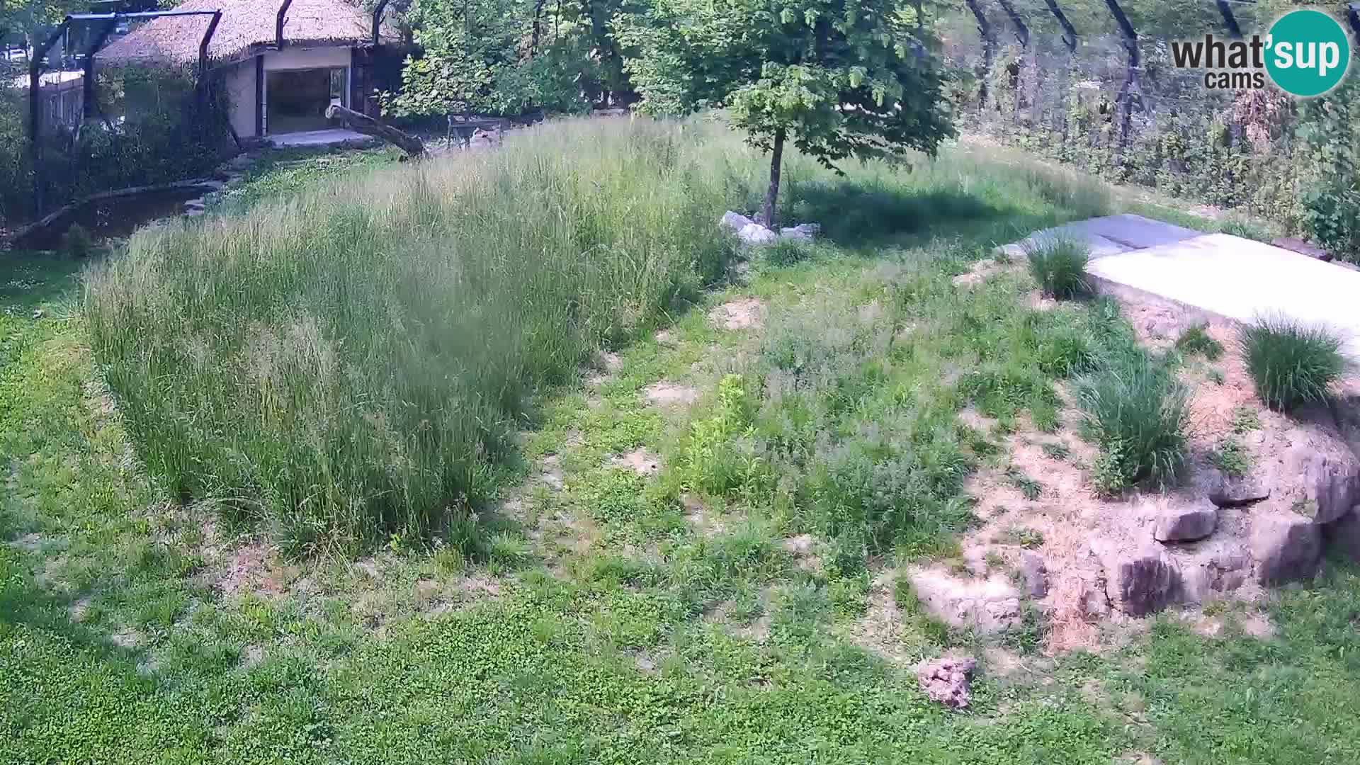 Ljubljana Zoo webcam Lion