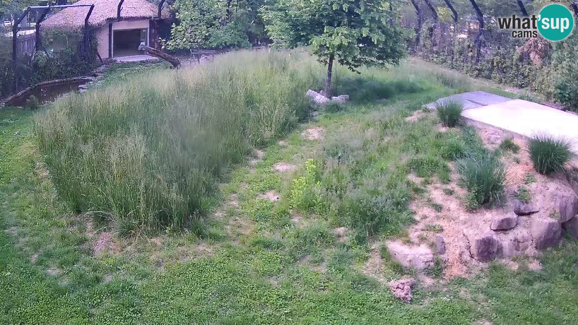 Zoo Ljubljana camera en vivo Leones