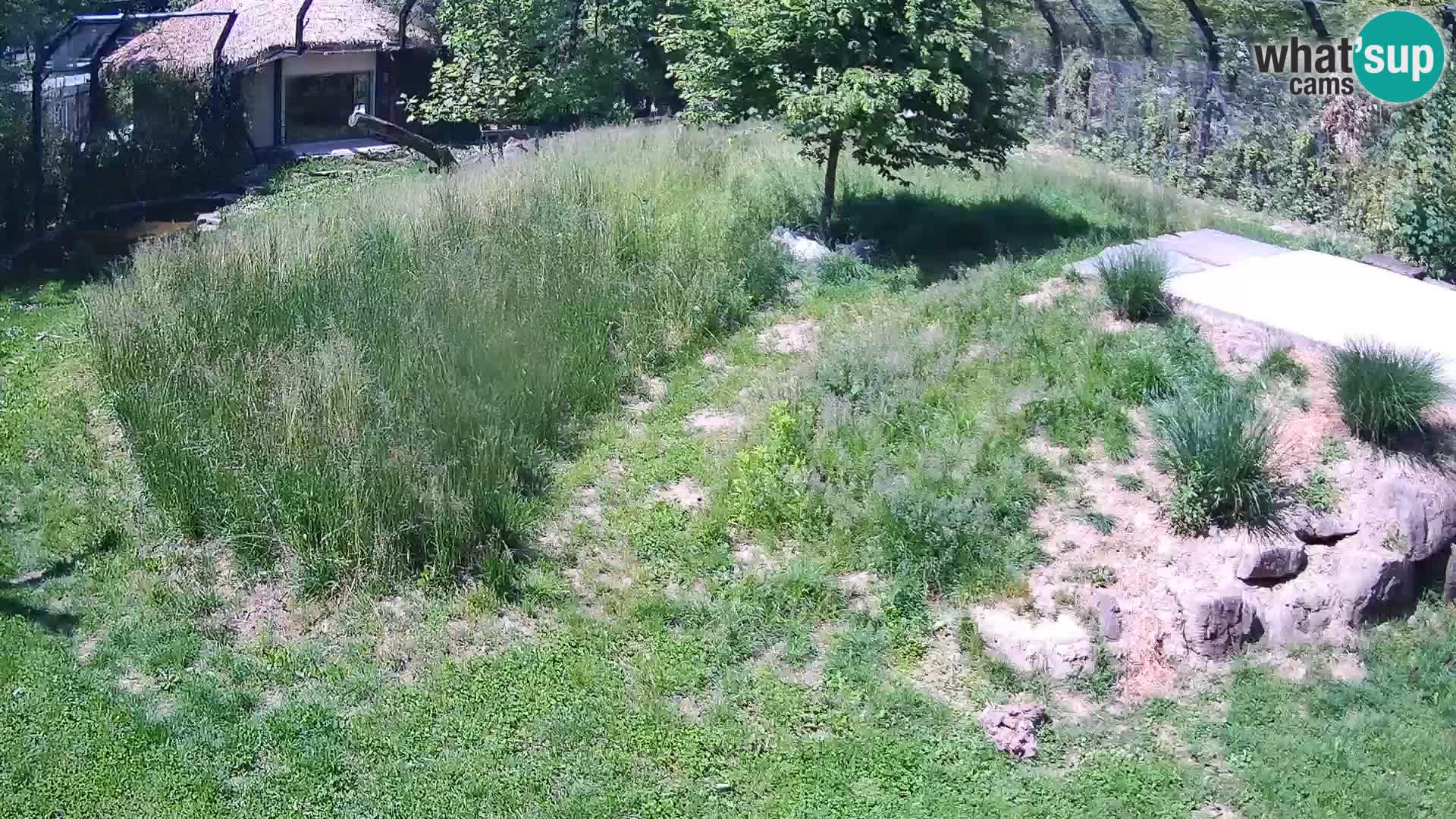 Zoo Ljubljana camera en vivo Leones