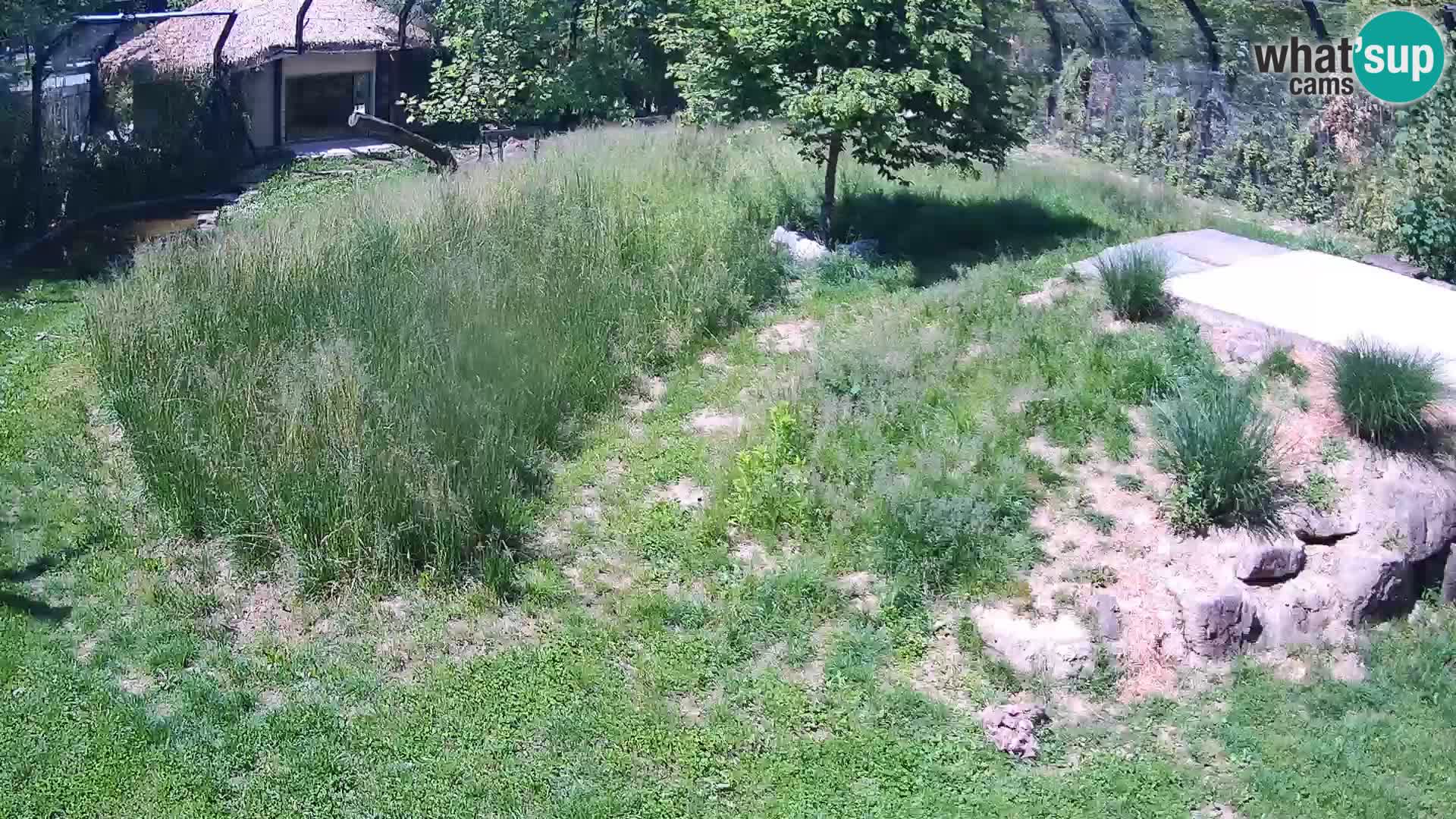 Live Ljubljana Zoo webcam Lion