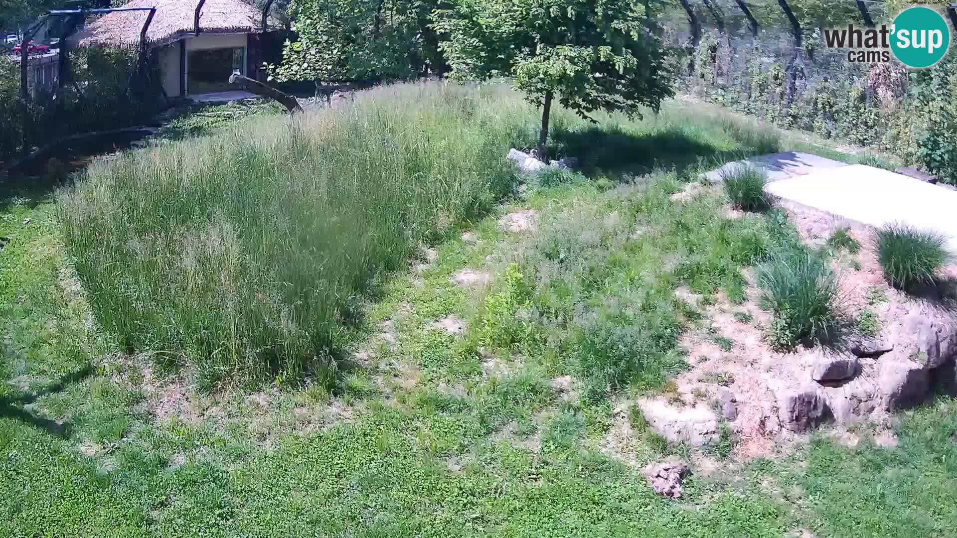 Zoo Ljubljana camera en vivo Leones