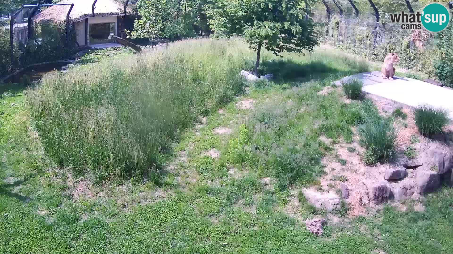 Zoo Ljubljana webcam Löwen