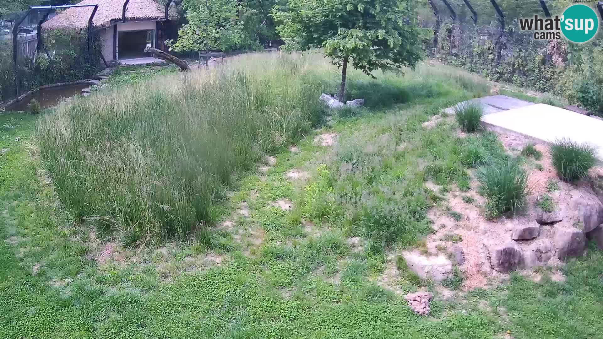 Zoo Ljubljana camera en vivo Leones