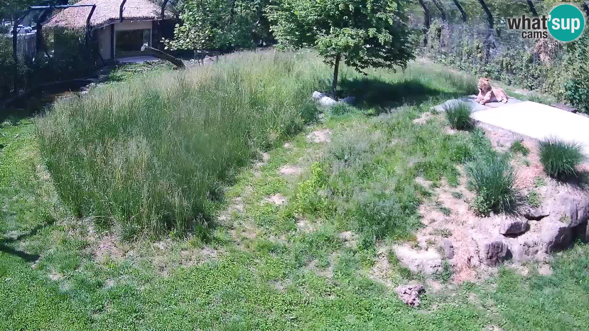 Zoo Ljubljana camera en vivo Leones