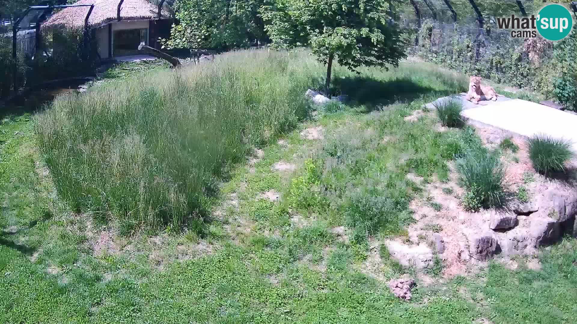 Zoo Ljubljana webcam Löwen