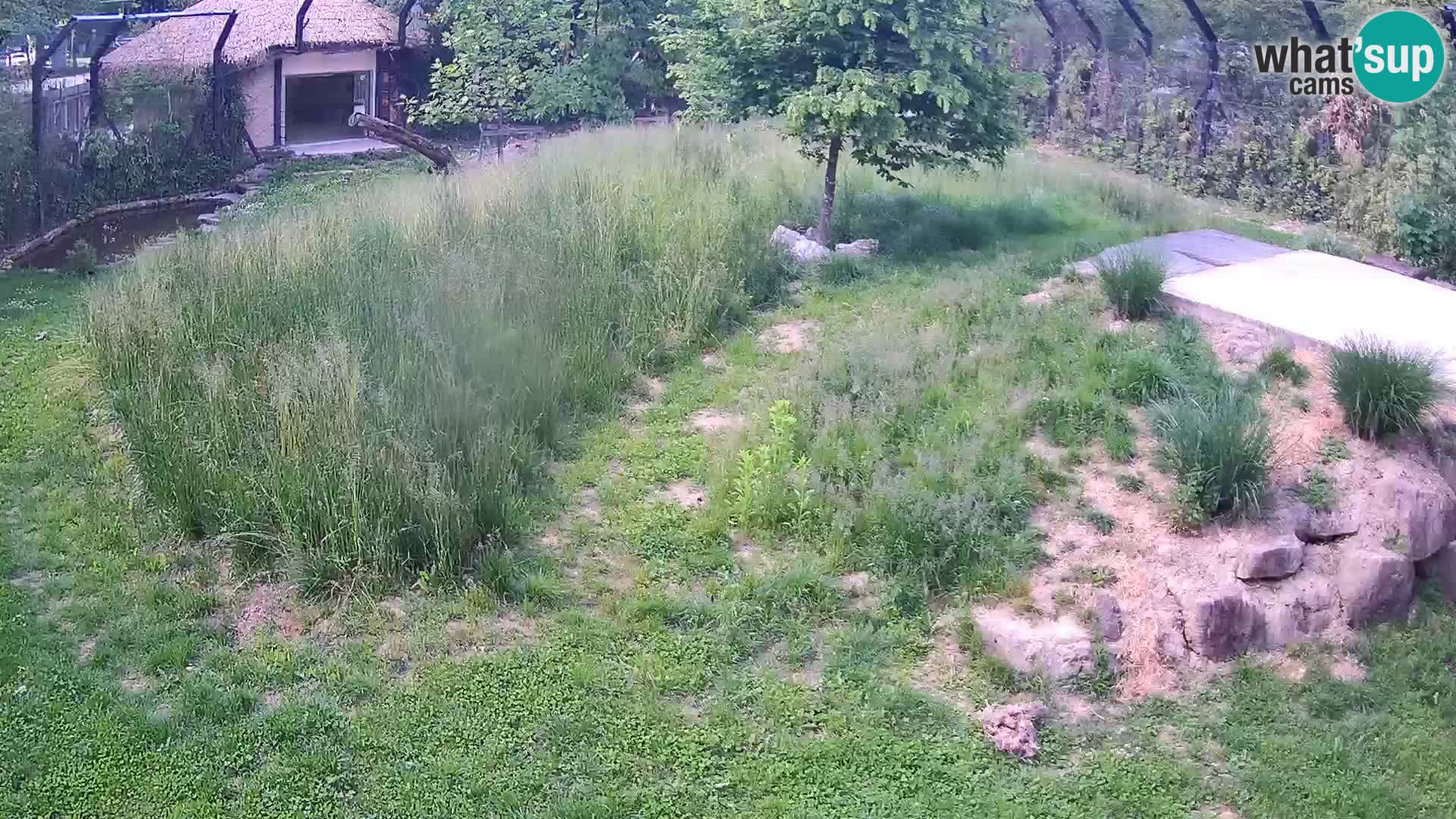 Zoo Ljubljana webcam Löwen