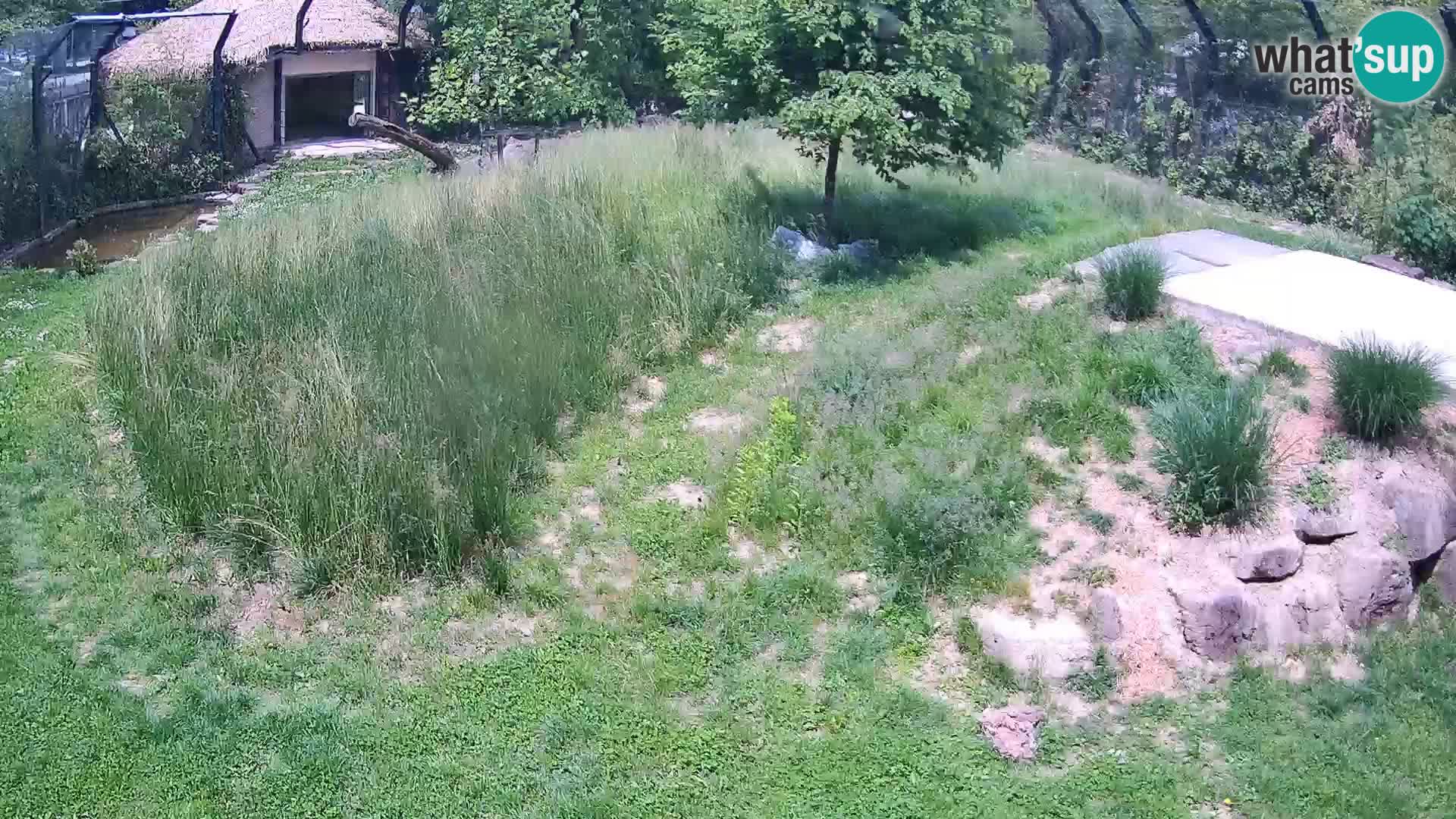 Zoo Ljubljana webcam Löwen