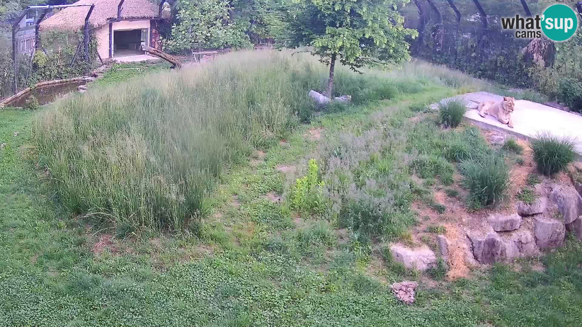 Live Ljubljana Zoo webcam Lion