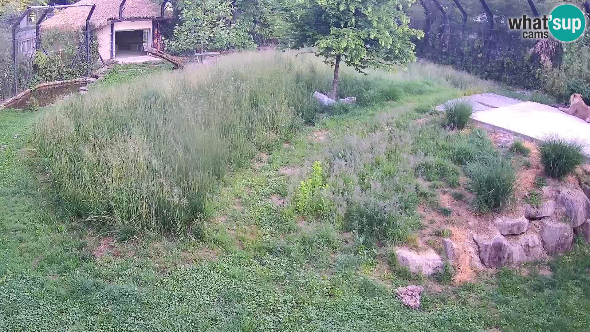 Live Ljubljana Zoo webcam Lion