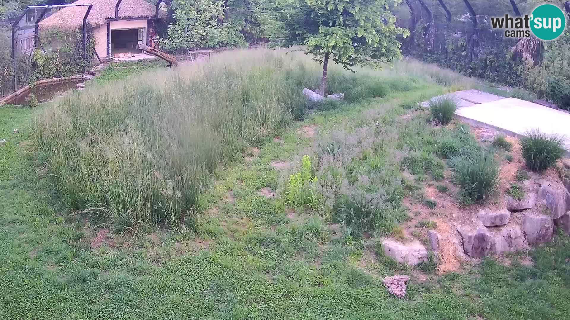 Zoo Ljubljana web kamera Lavovi