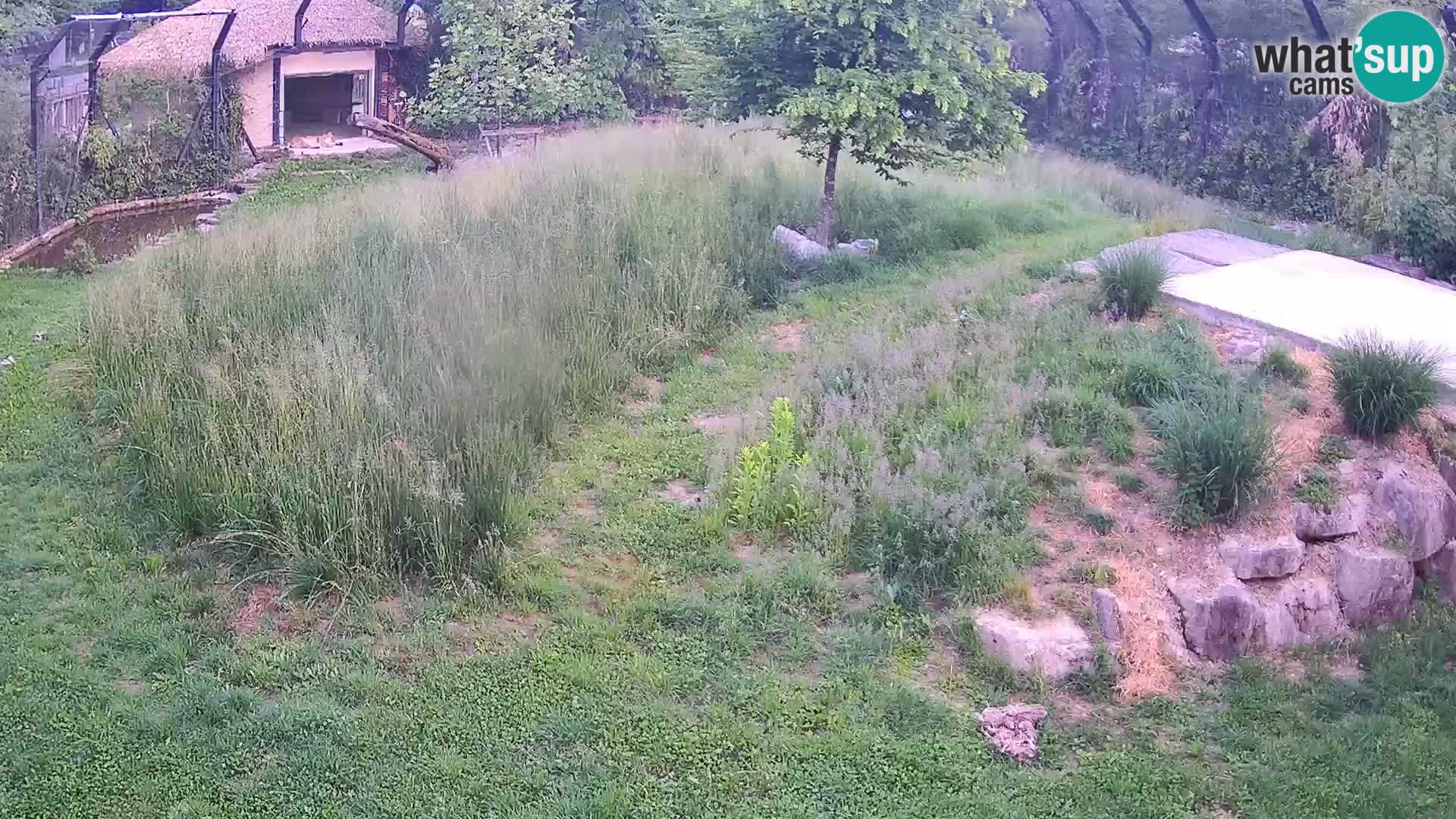 Live Ljubljana Zoo webcam Lion