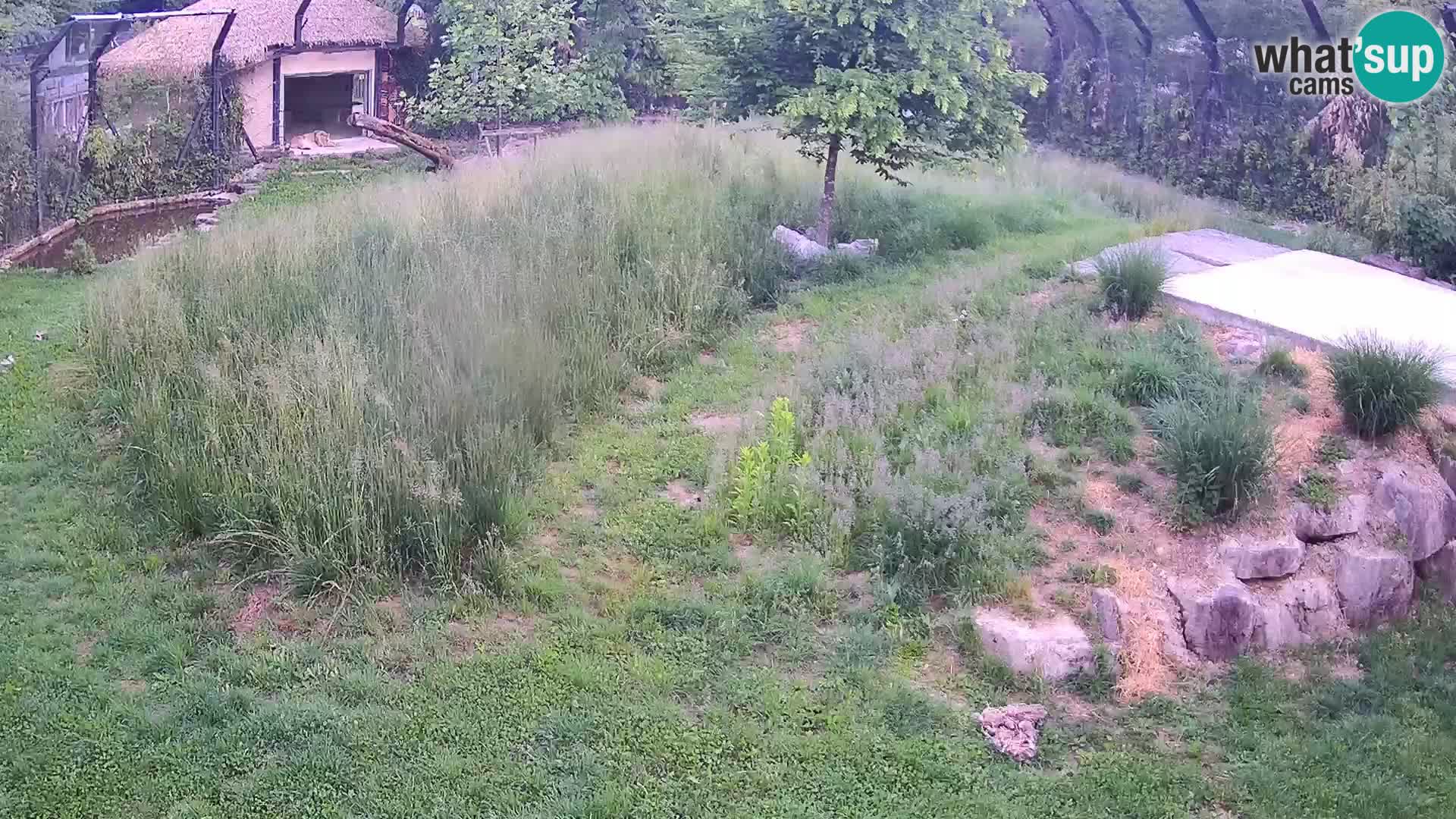 Live Ljubljana Zoo webcam Lion