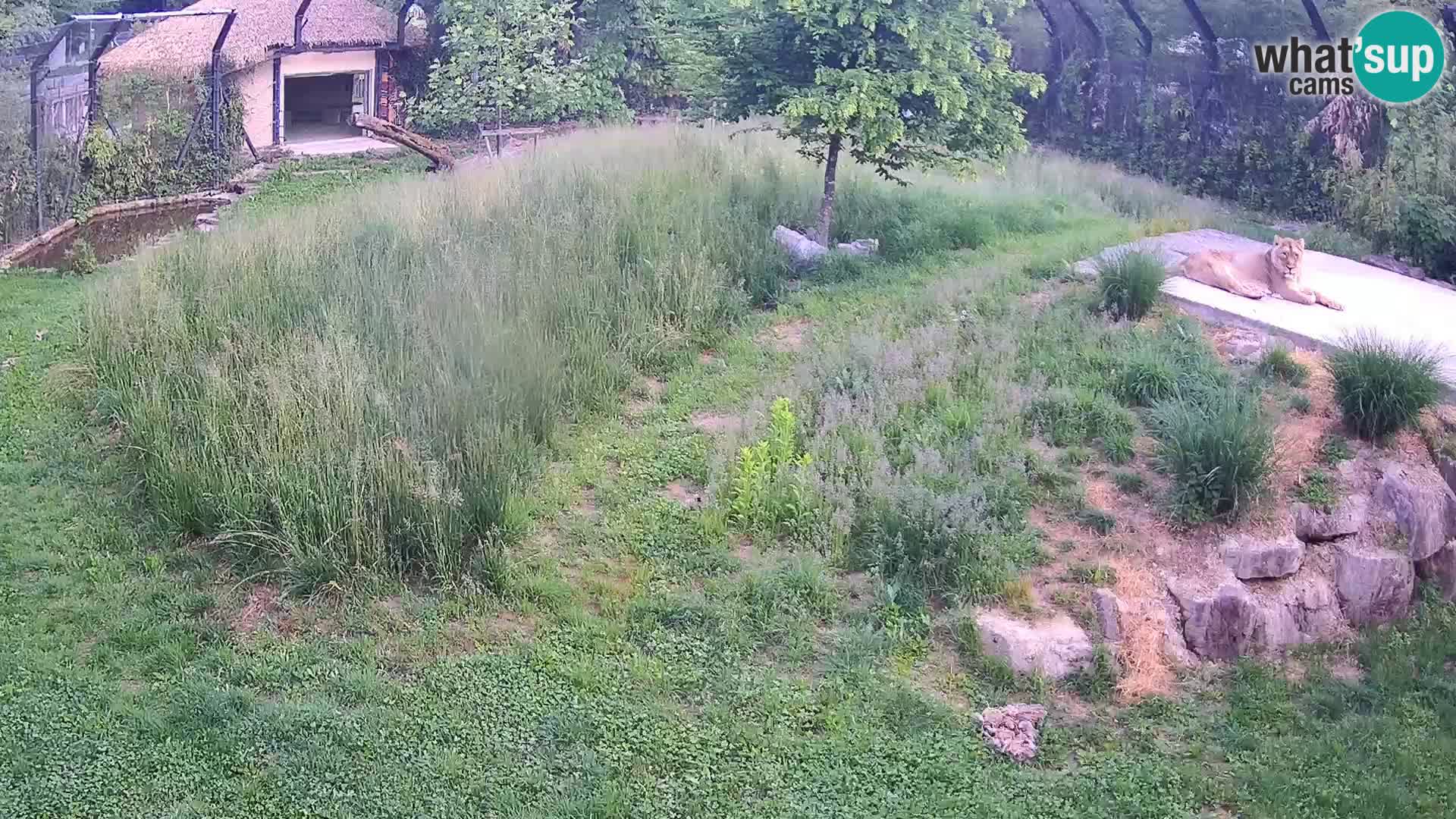 Zoo Ljubljana webcam Löwen