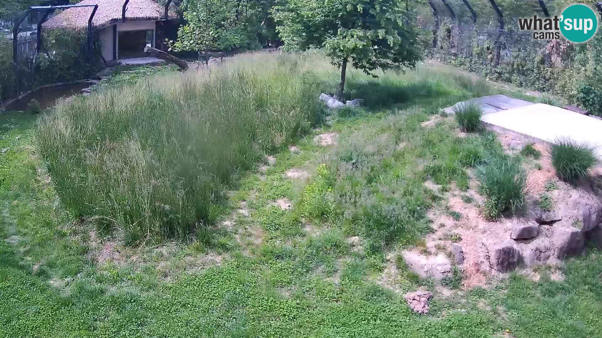 Live Ljubljana Zoo webcam Lion
