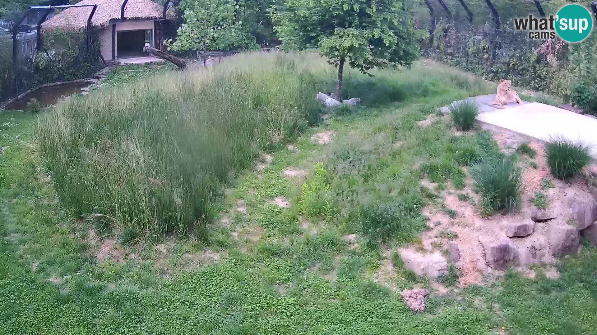 Zoo Ljubljana camera en vivo Leones