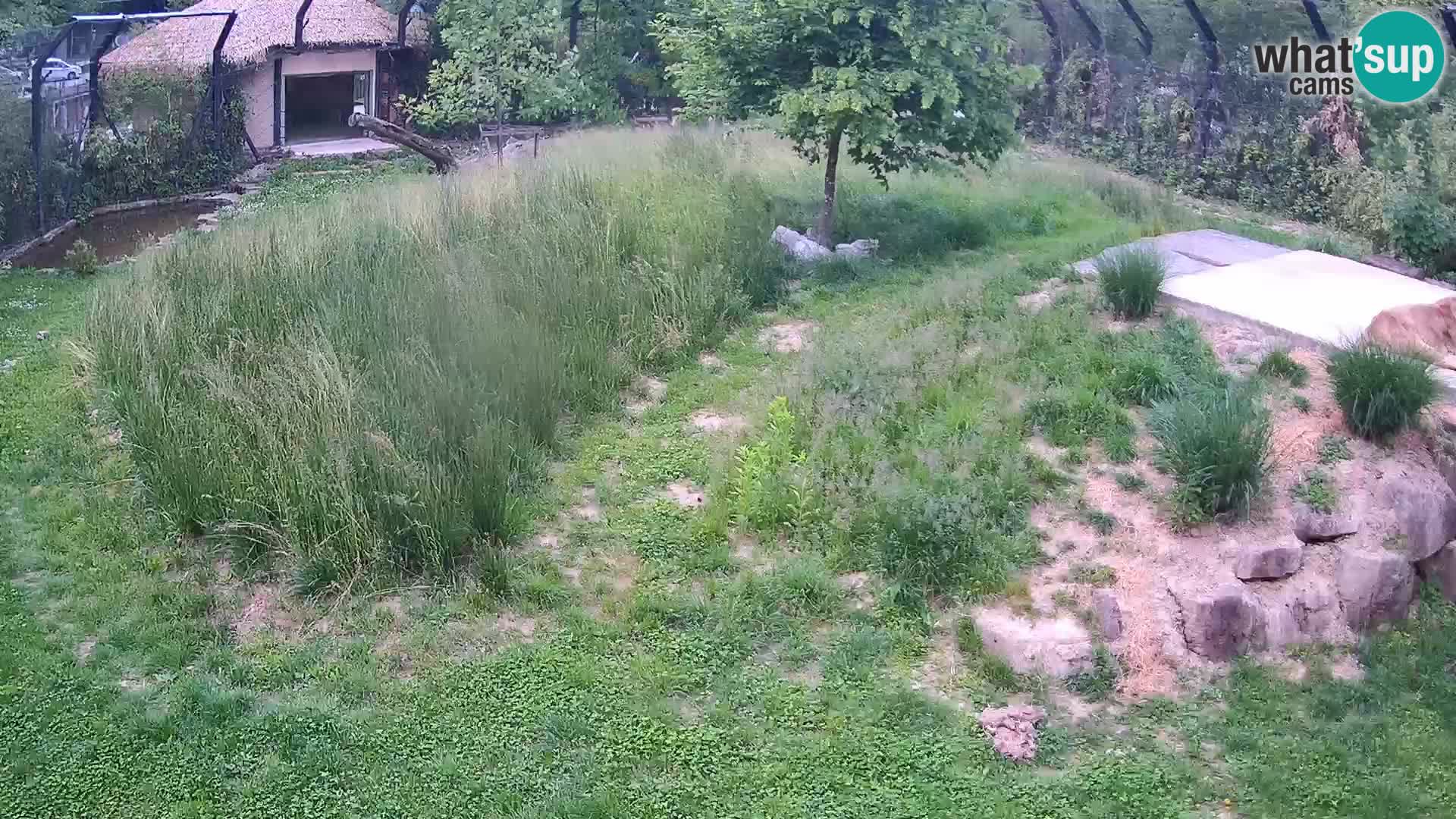Zoo Ljubljana web kamera Lavovi