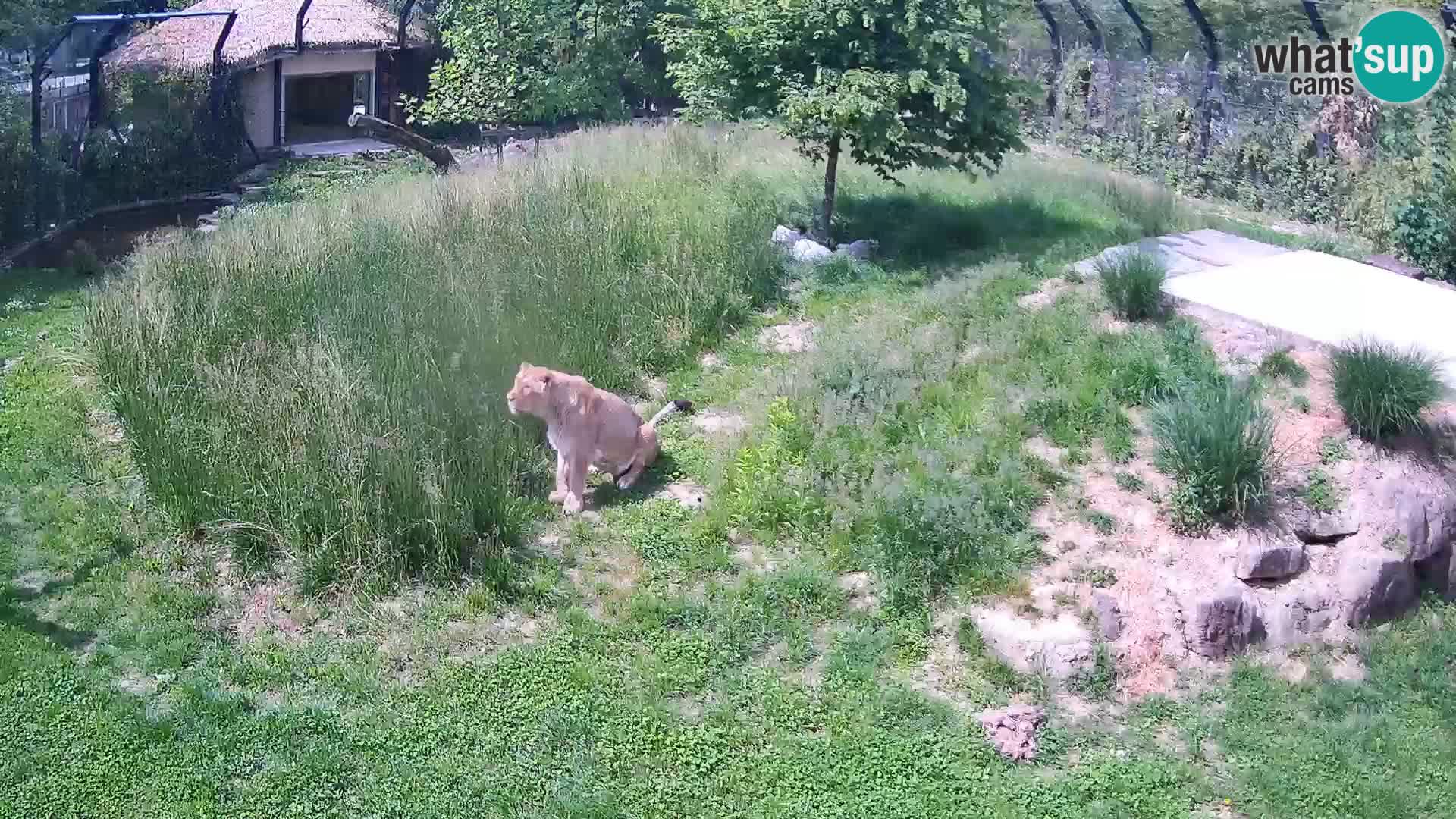 Live Ljubljana Zoo webcam Lion