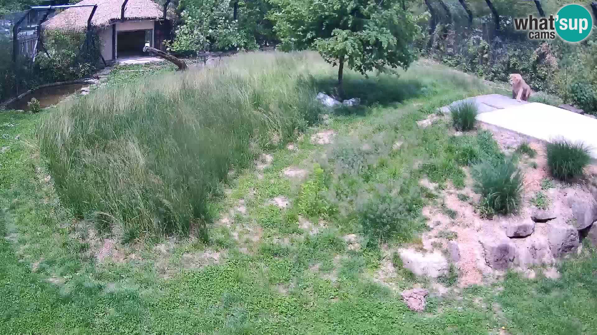 Zoo Ljubljana camera en vivo Leones