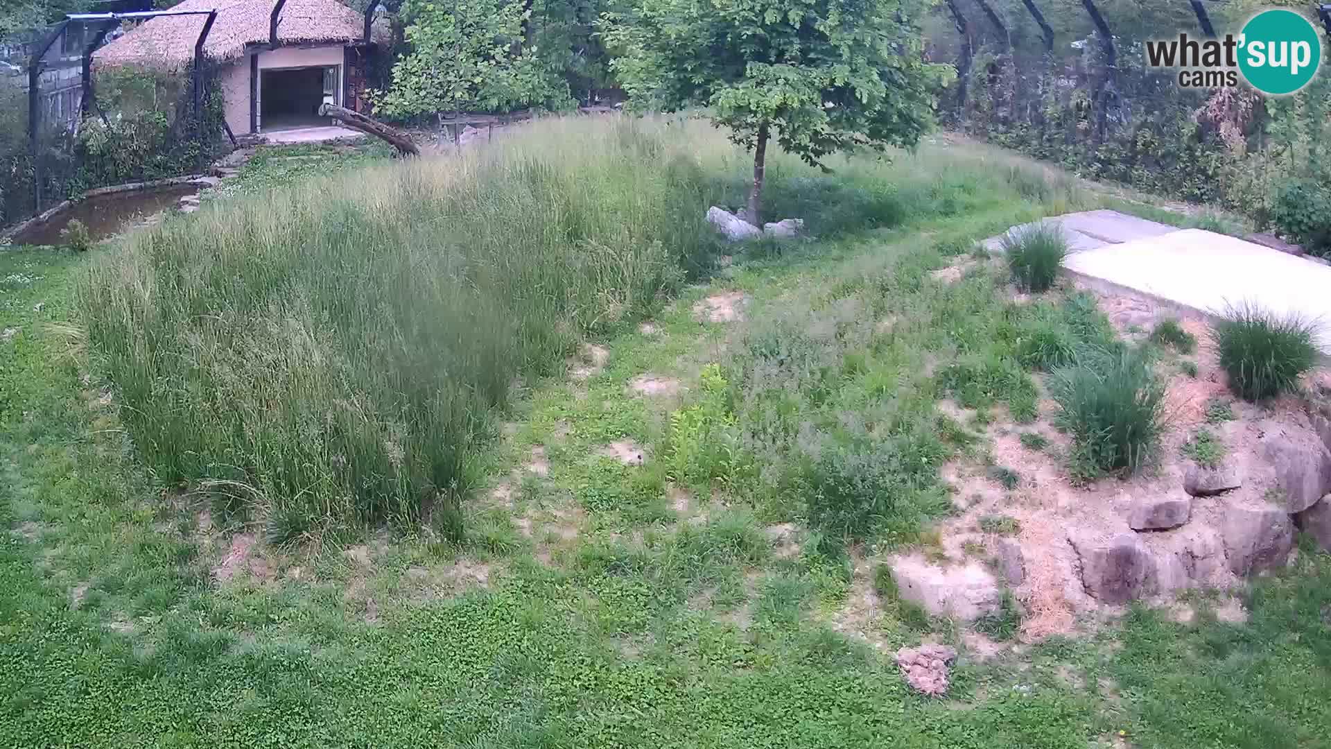 Live Ljubljana Zoo webcam Lion
