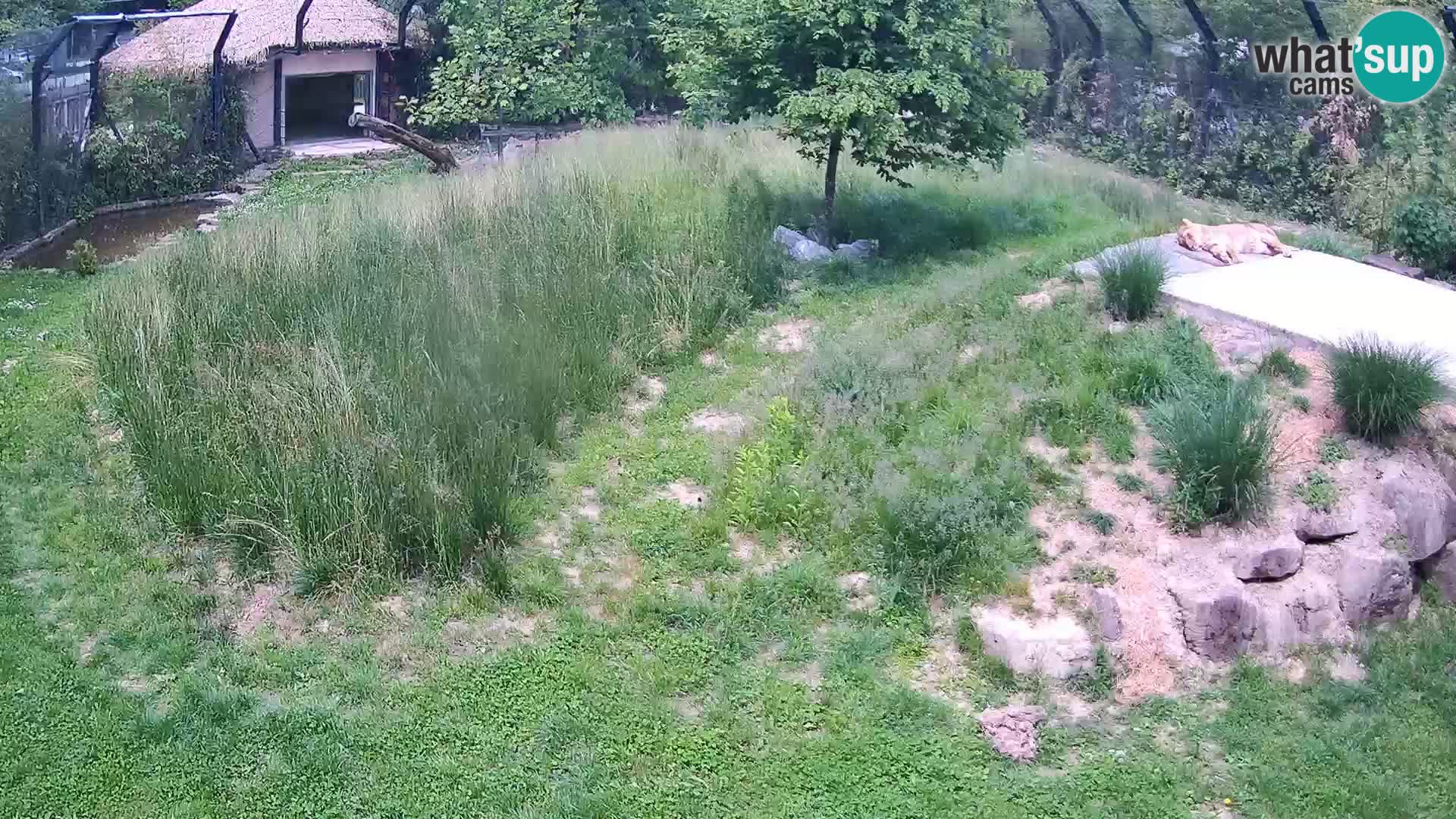 Zoo Ljubljana web kamera Lavovi