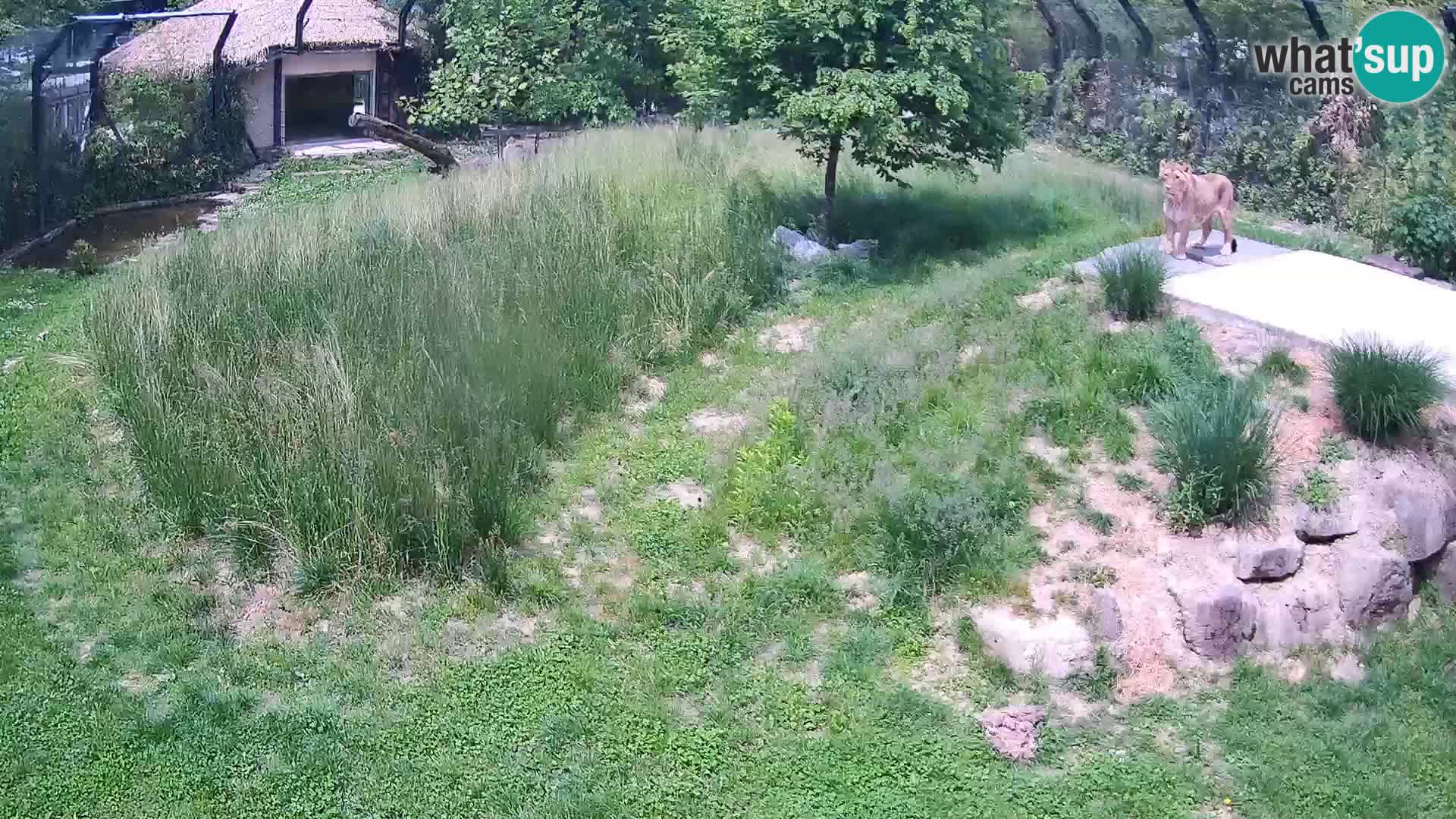 Zoo Lubiana live webcam Leoni