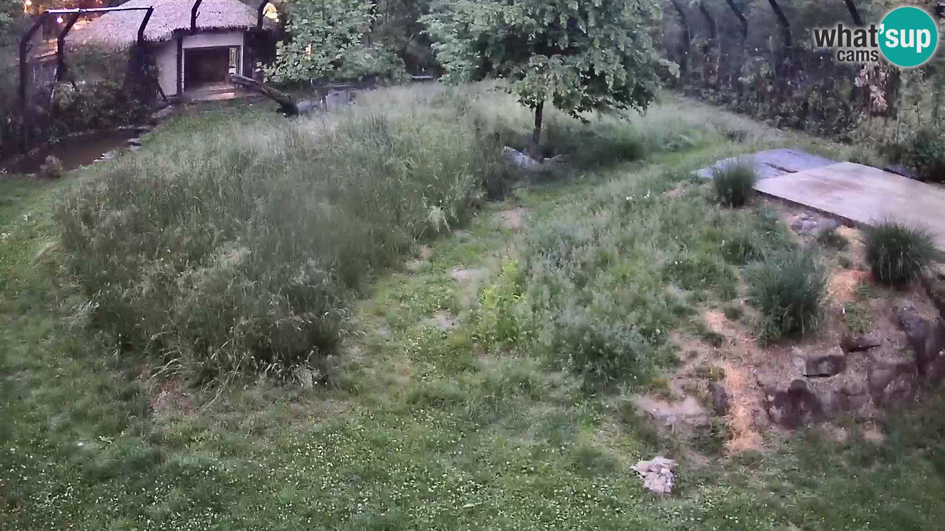 Live Ljubljana Zoo webcam Lion