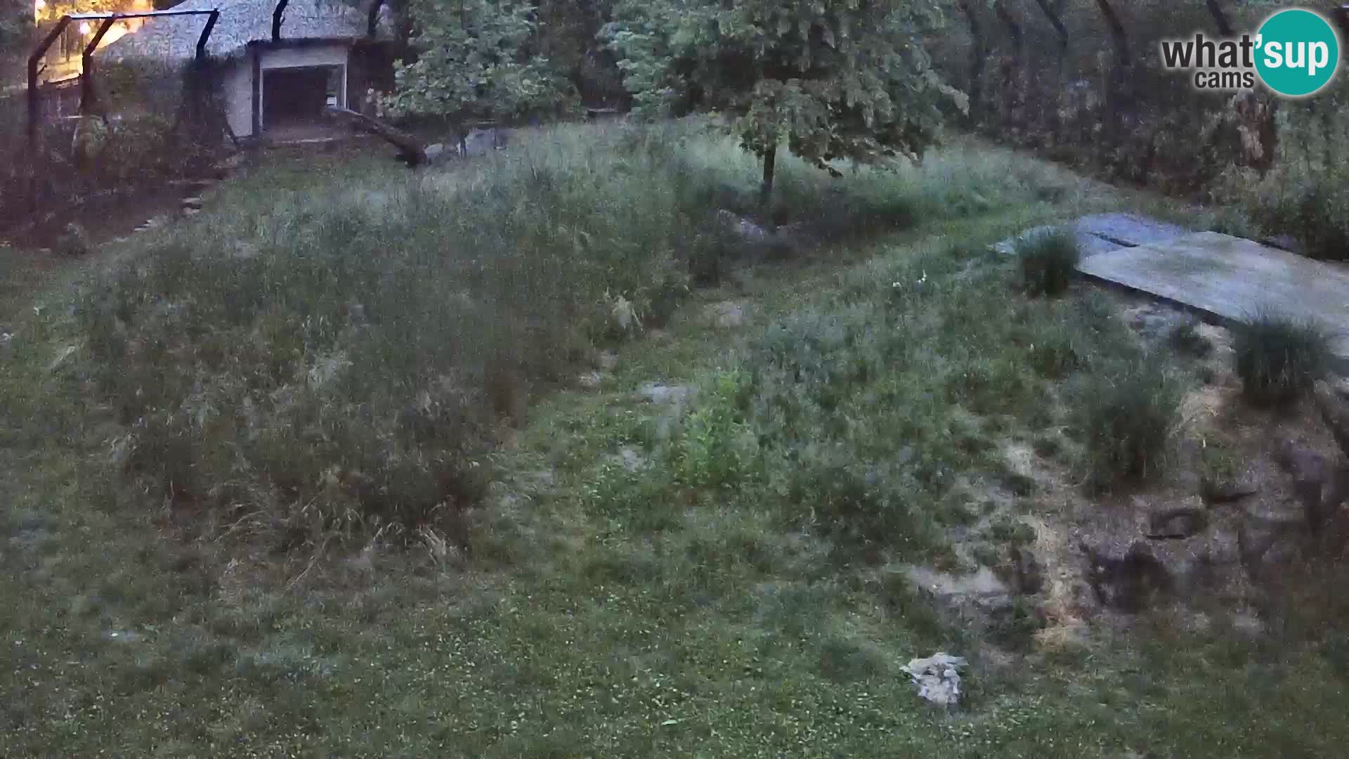 Live Ljubljana Zoo webcam Lion