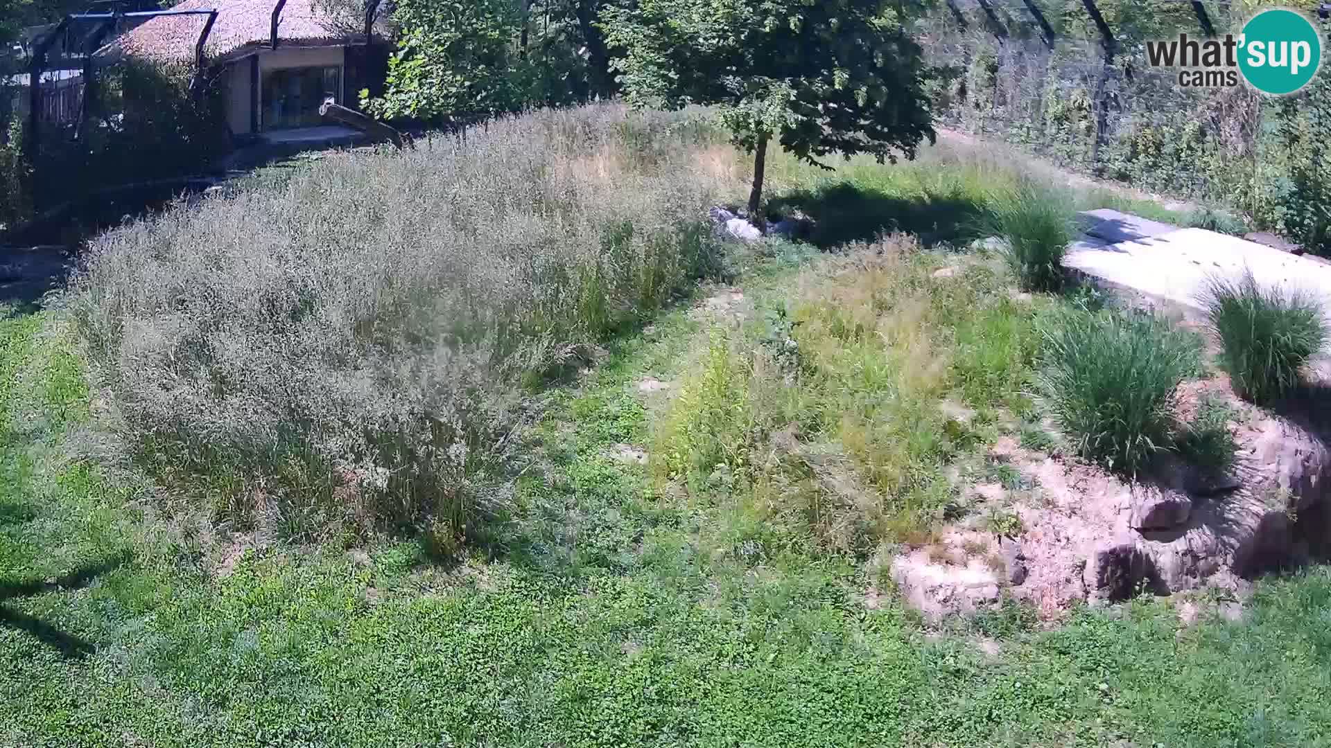 Živalski vrt Ljubljana kamera v živo Levi