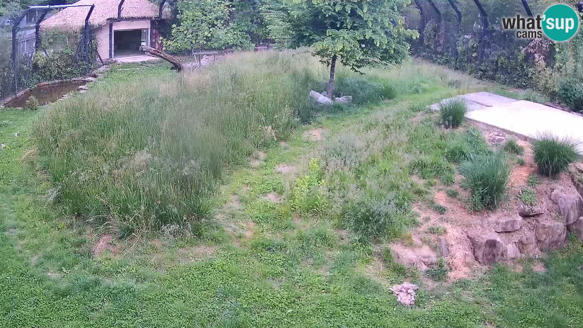 Live Ljubljana Zoo webcam Lion