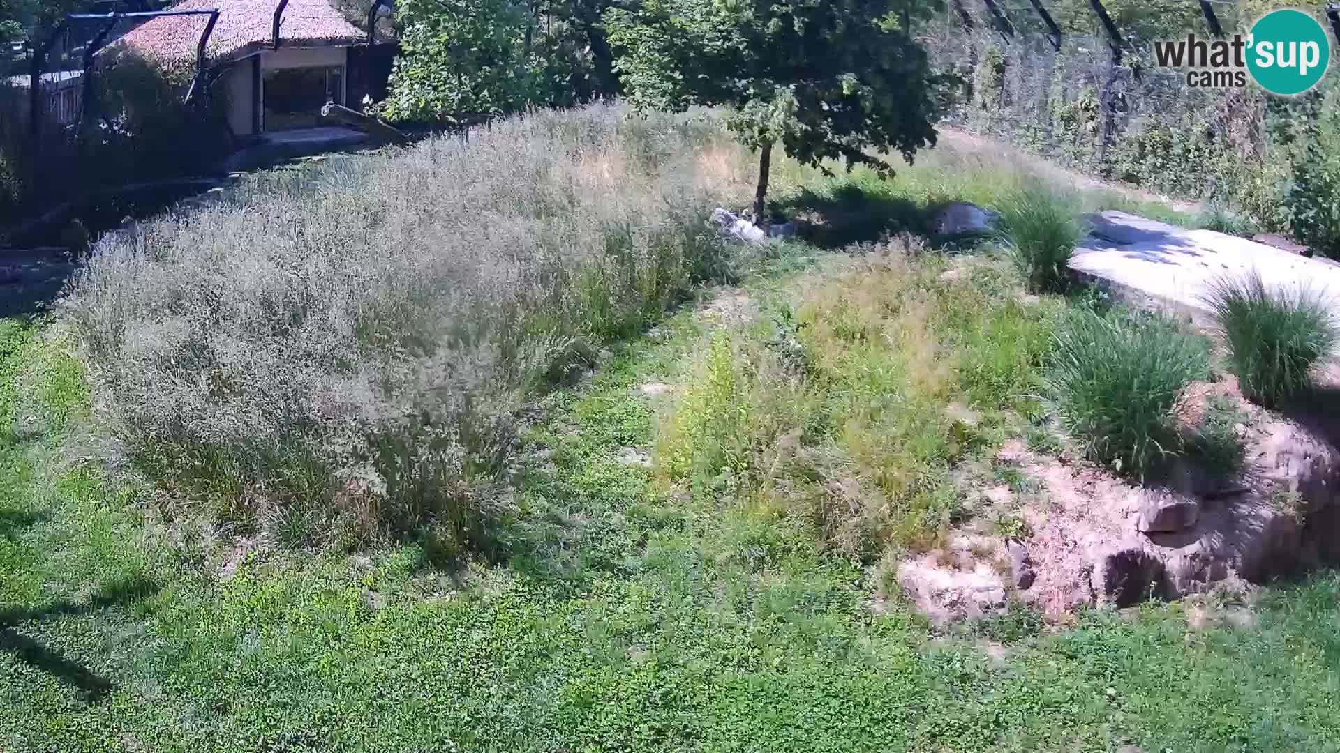 Zoo Ljubljana web kamera Lavovi