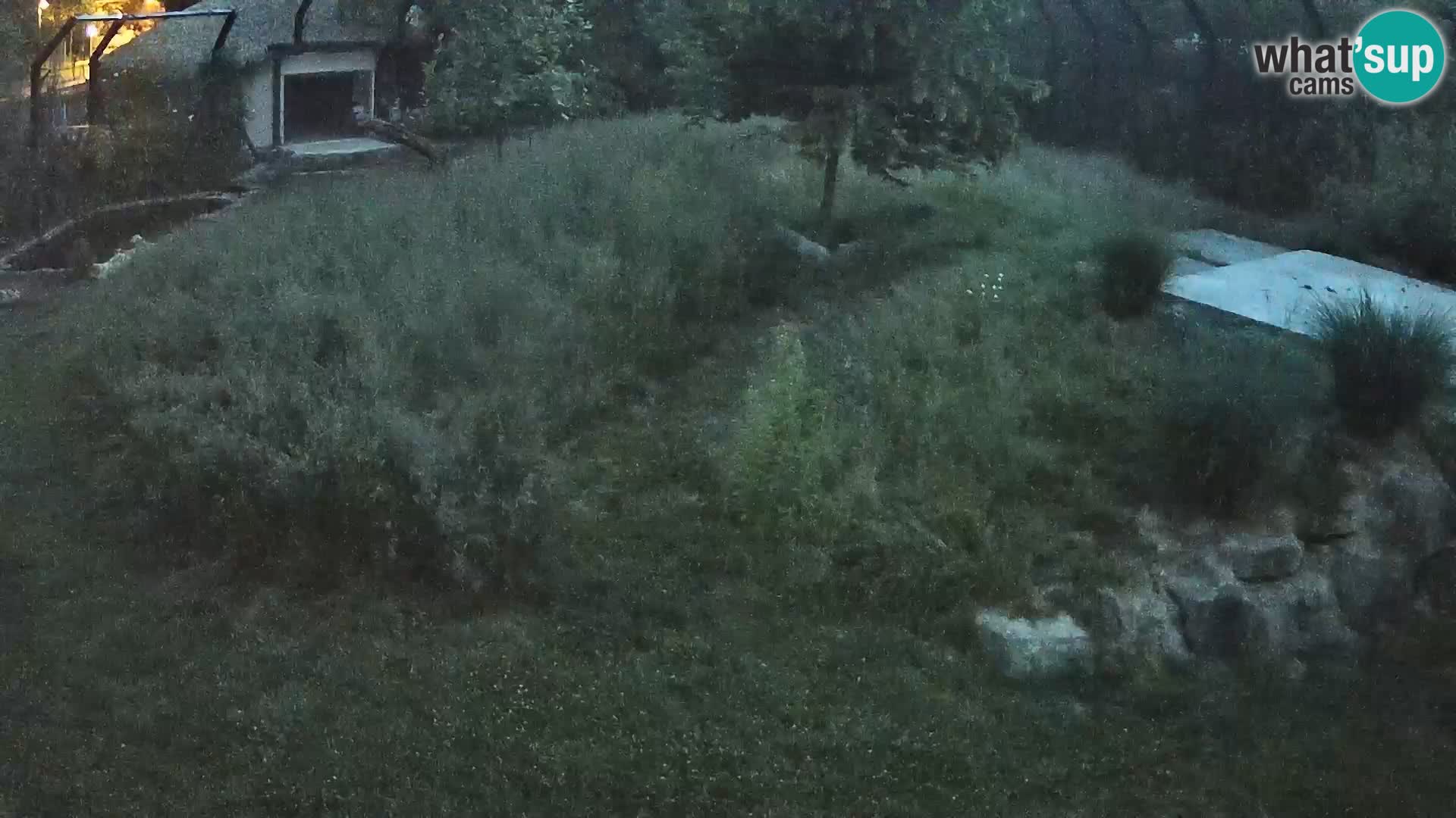 Live Ljubljana Zoo webcam Lion