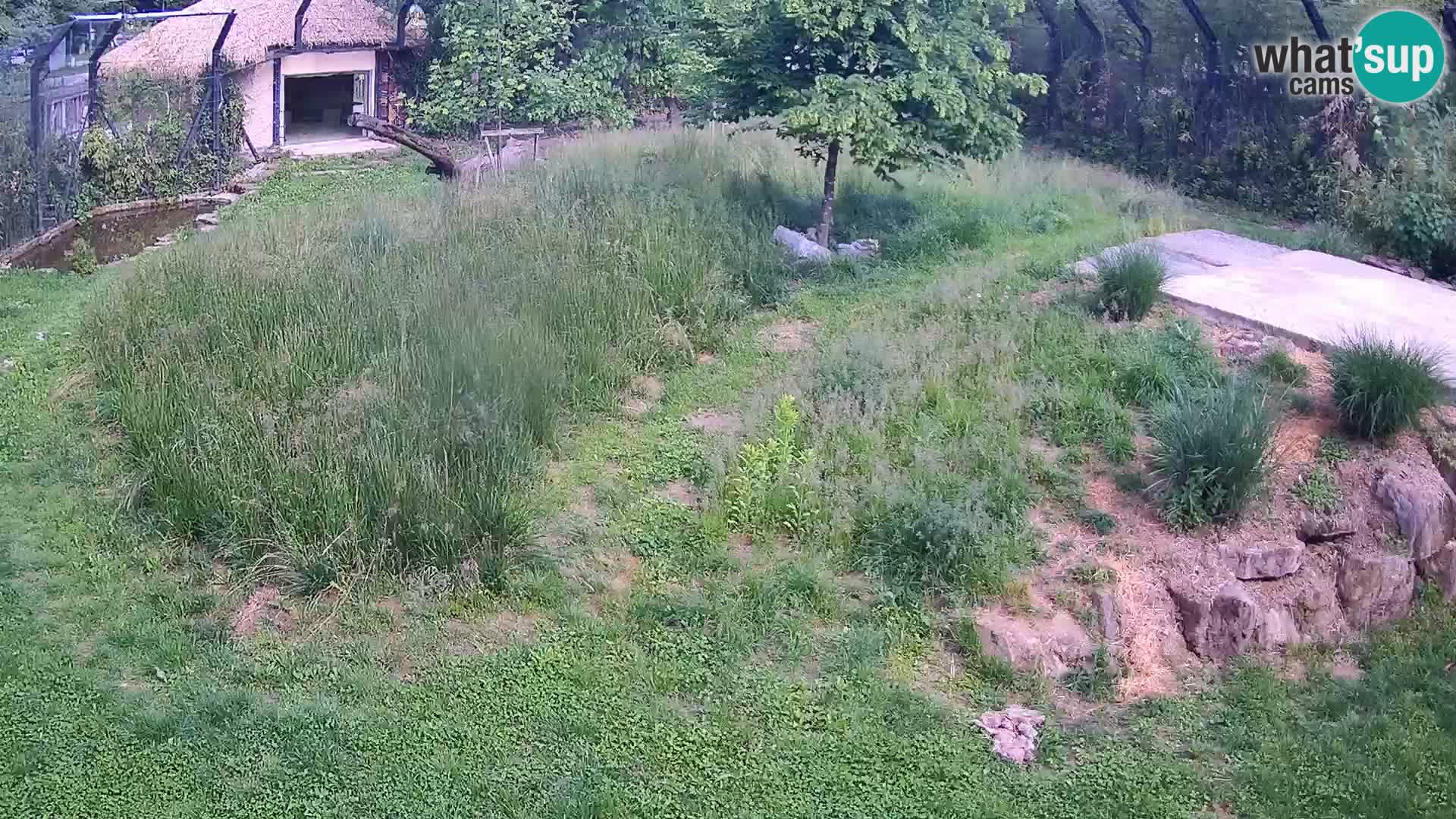 Zoo Lubiana live webcam Leoni